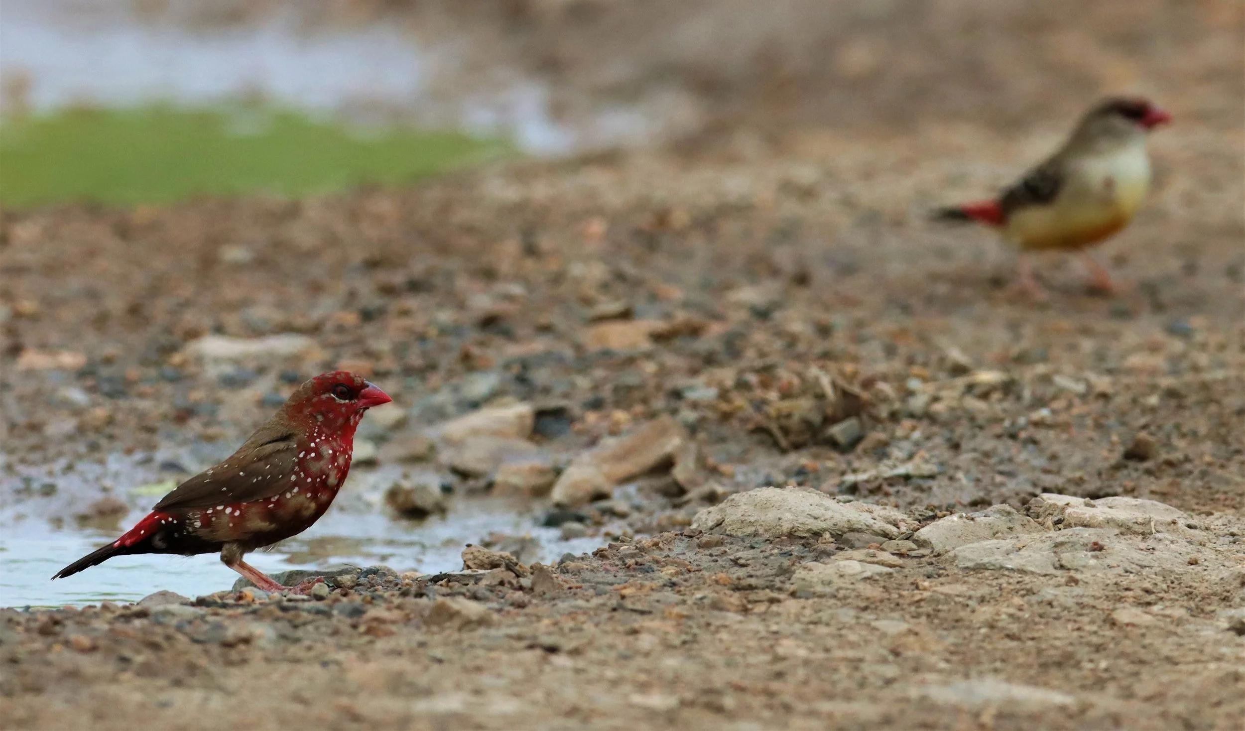 RED AVADAVAT - Amandava amandava - THAP YAO RICE FIELDS LAT KRABANG (91).jpg