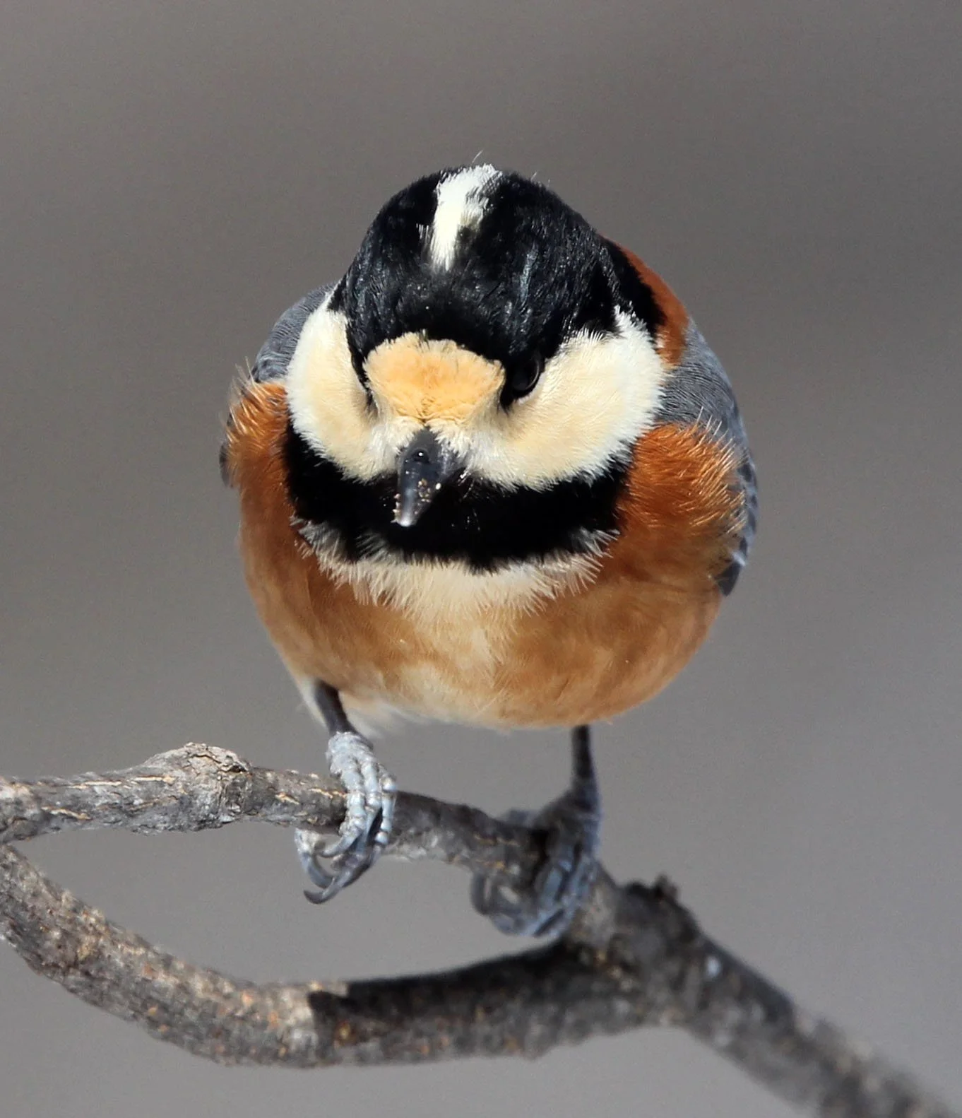 Varied Tit (Sittiparus varia) Kinohiroba Park, Abashiri Hokkaido, Japan (20).JPG