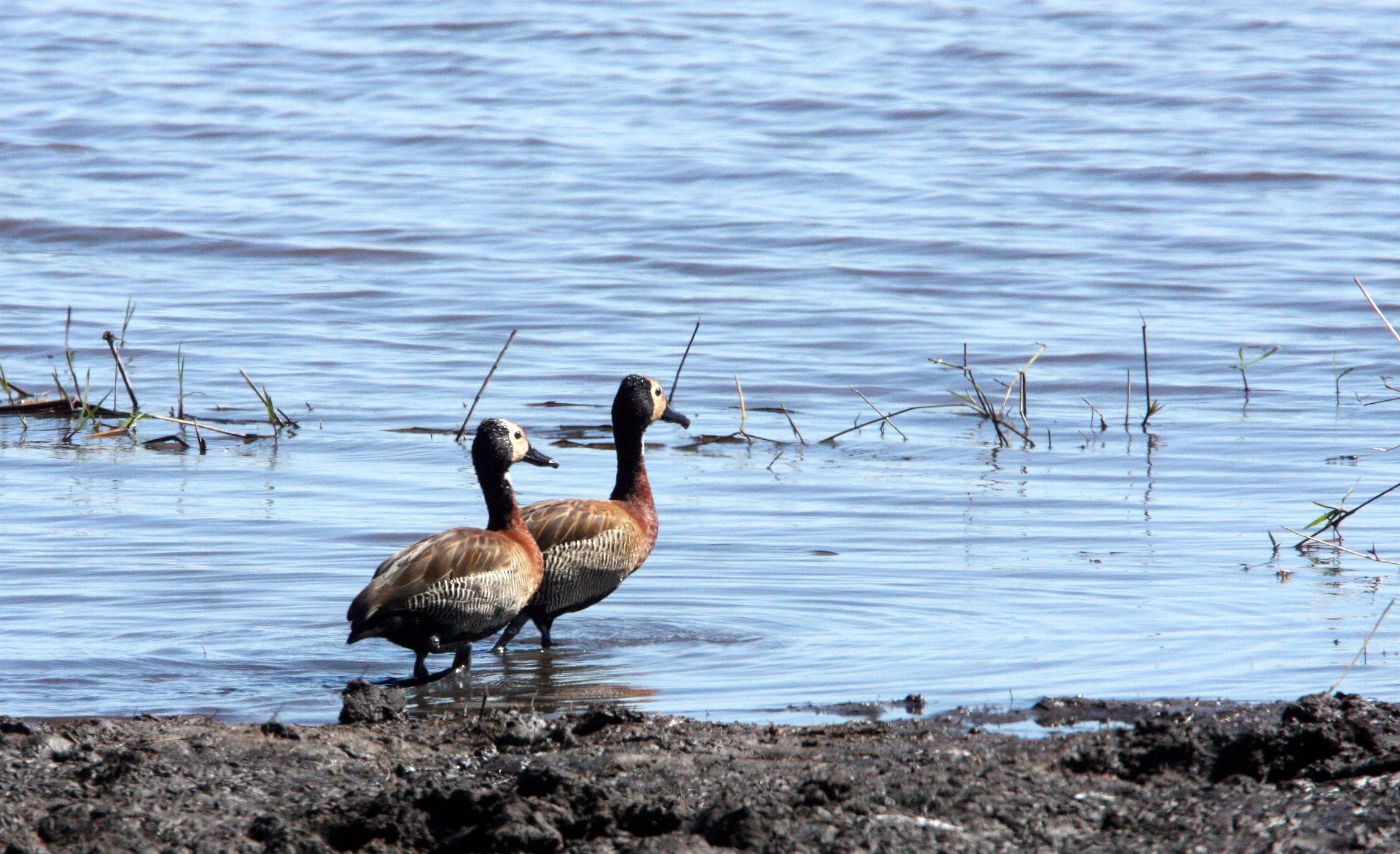 DUCK - WHITE-FACED WHISTLING DUCK - Dendrocygna viduata - CHOBE NATIONAL PARK BOTSWANA (4).JPG