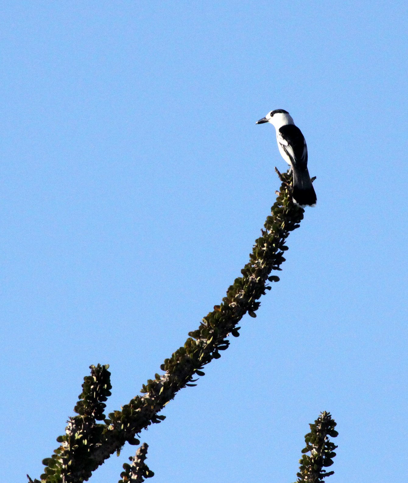 Hook-billed Vanga - Vanga curvirostris - Berenty Reserve, Madagascar  (3).JPG
