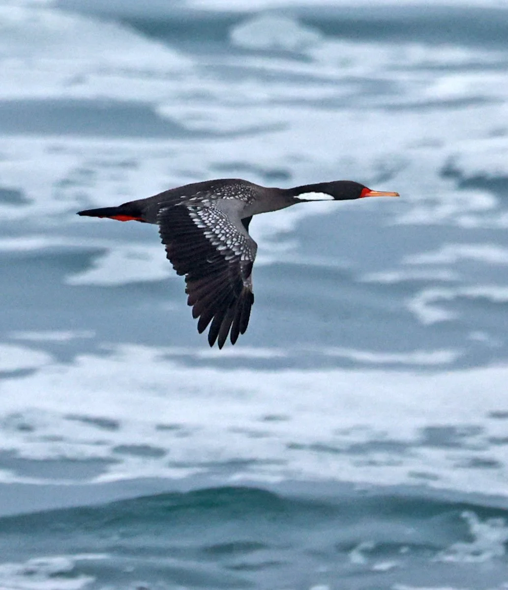 Poikilocarbo gaimardi - Cormorant - Red-legged Cormorant - Arica Chile Coastline (7).jpg