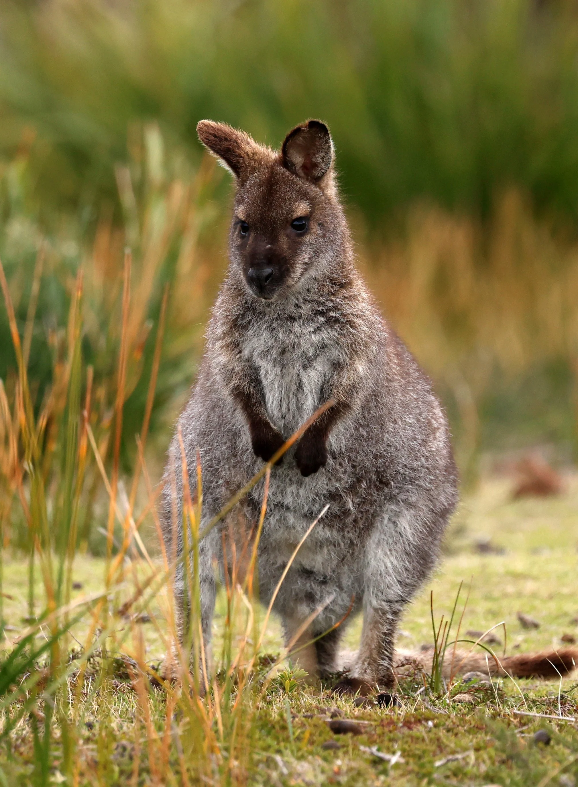 Bennett's Walaby (Bennett's wallaby (Notamacropus rufogriseus rufogriseus) Bruny Island - Tasmania 