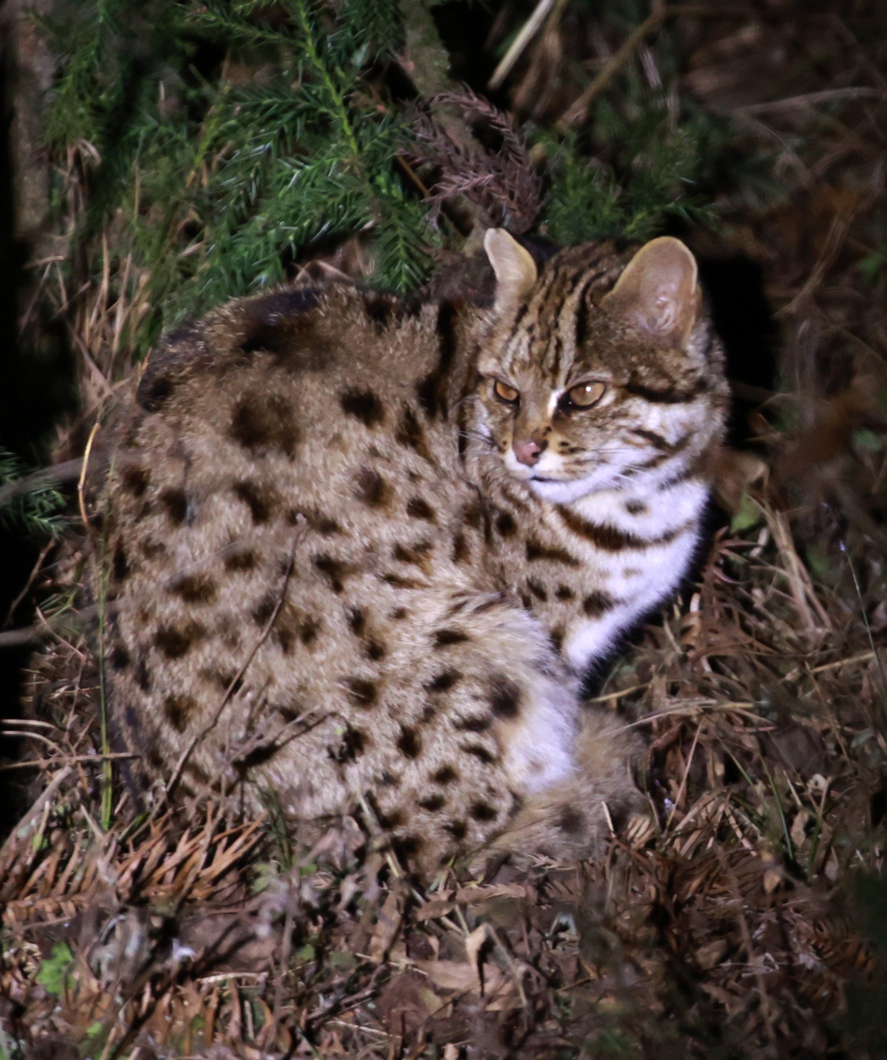 Mainland Leopard Cat (Prionailurus bengalensis) Tangjiahe National Nature Reserve, Sichuan China (8).jpg