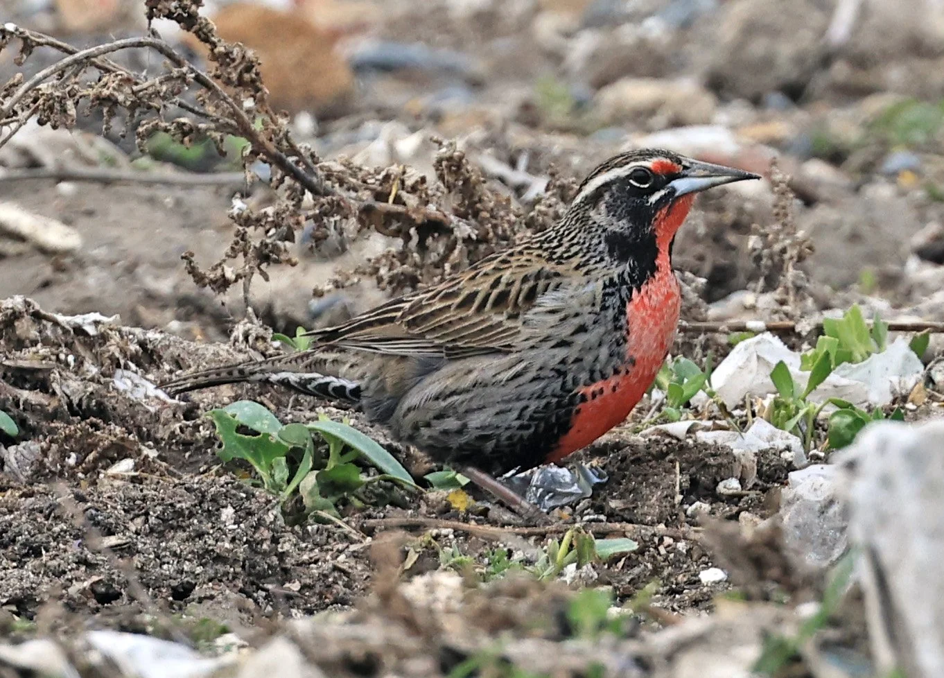 Long-tailed Meadowlark (Leistes loyca) Lagunas del Ornitólogo, Trelew Argentina (1).jpg