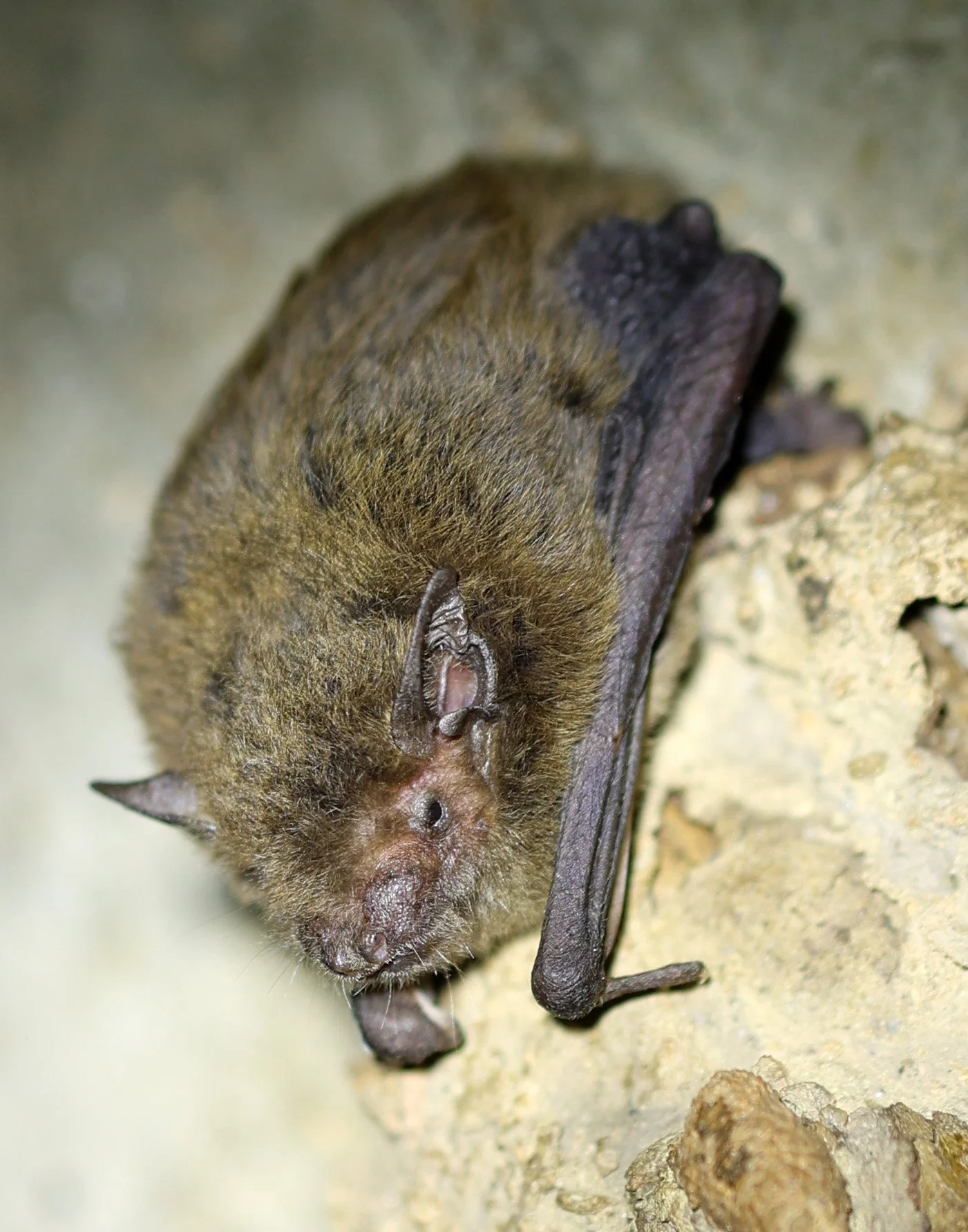 Northern Broad-nosed Bat (Scotorepens sanborni) Magnetic Island - Queensland 