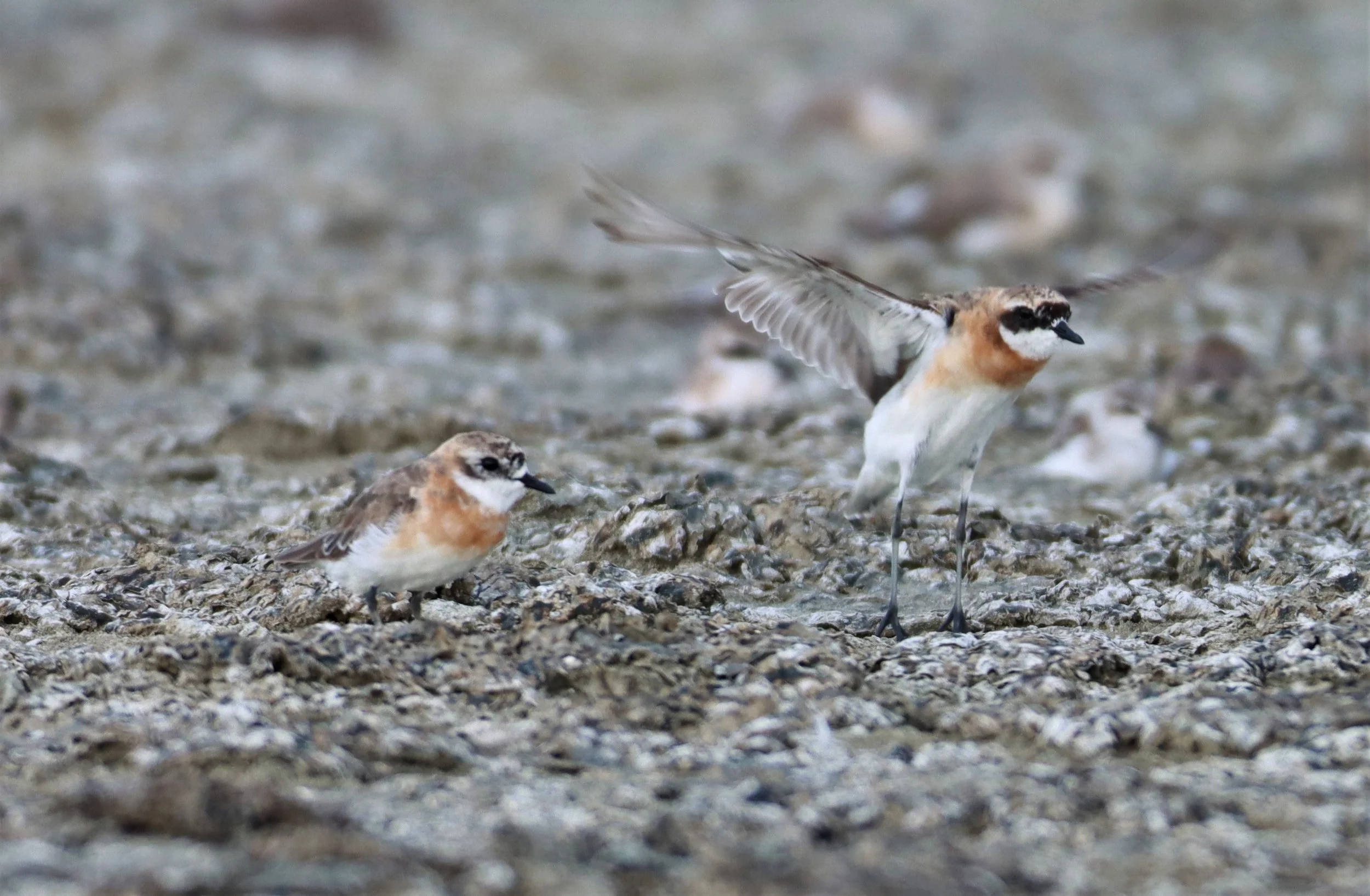 PLOVER - LESSER SAND PLOVER - Charadrius mongolus - Salt pans west of Bang Pakong River (2).jpg