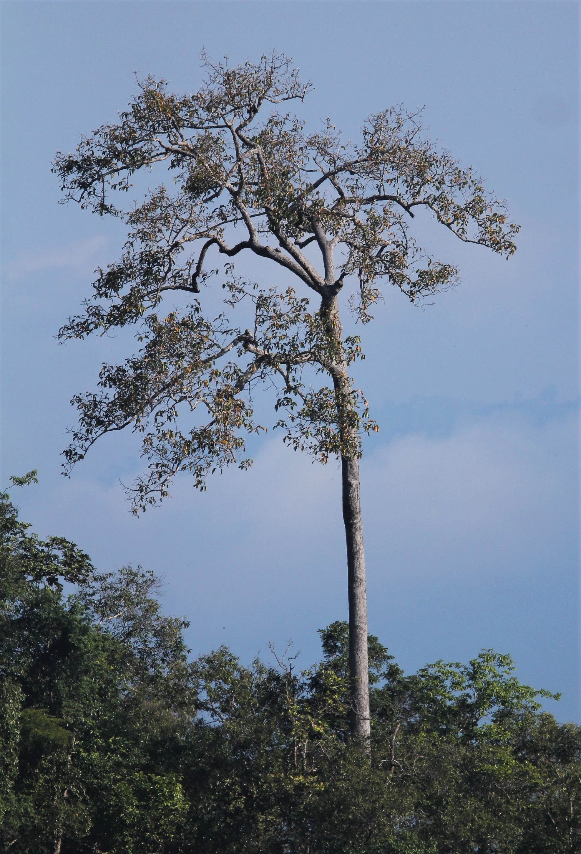Emergent in the Dry Deciduous Forest of the Western Forest Complex