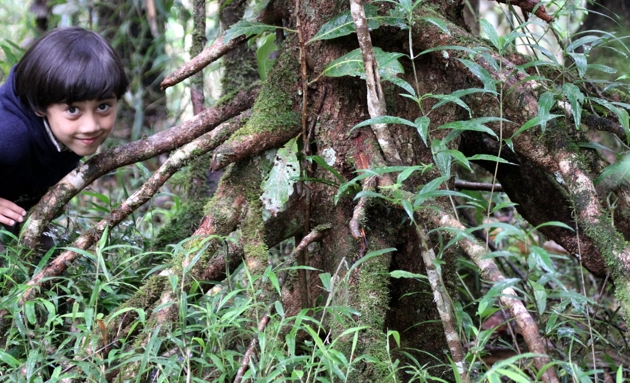 PLANT - WALKING TREE - ANDISABE NATIONAL PARK MADAGASCAR.JPG