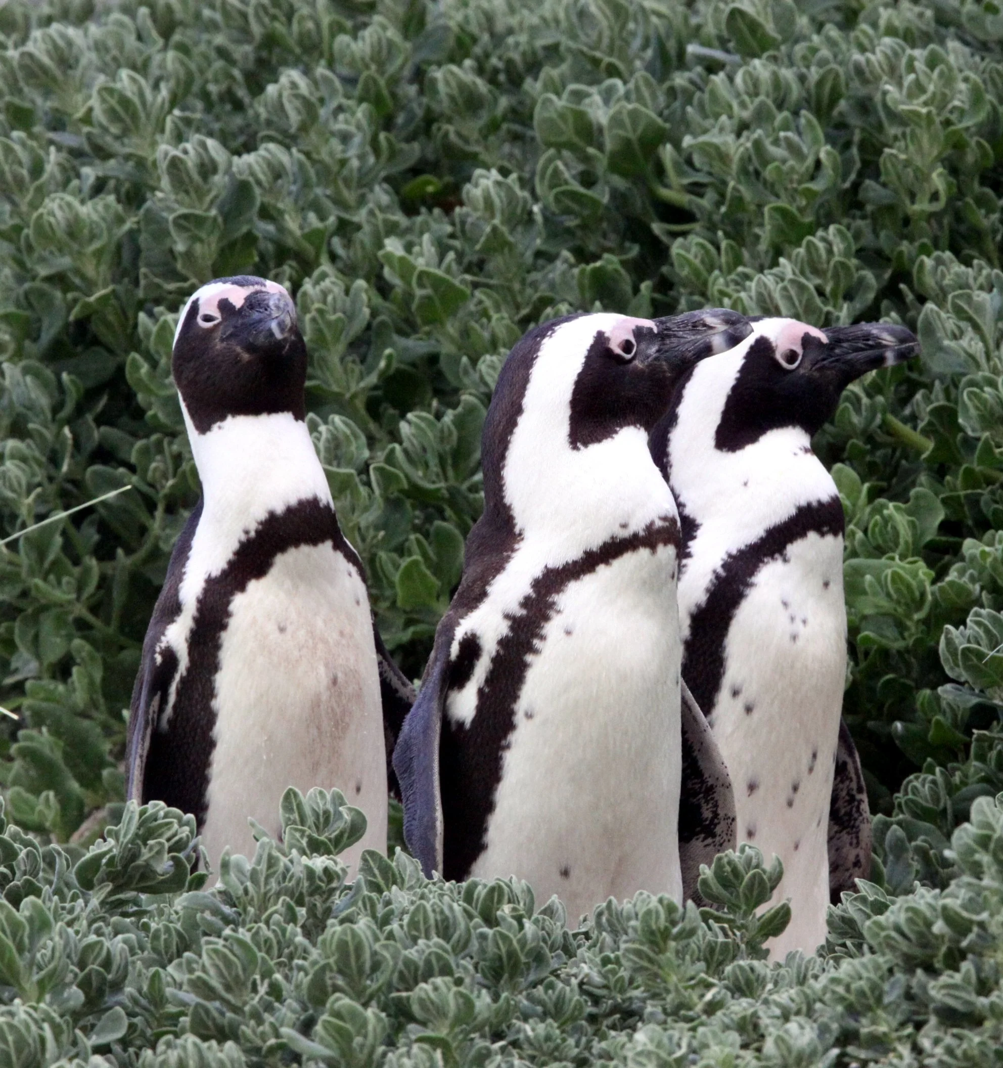 Jackass or African Penguin (Spheniscus demersus) Simon's Town Rookery, Table Mountain NP South Africa (44).JPG