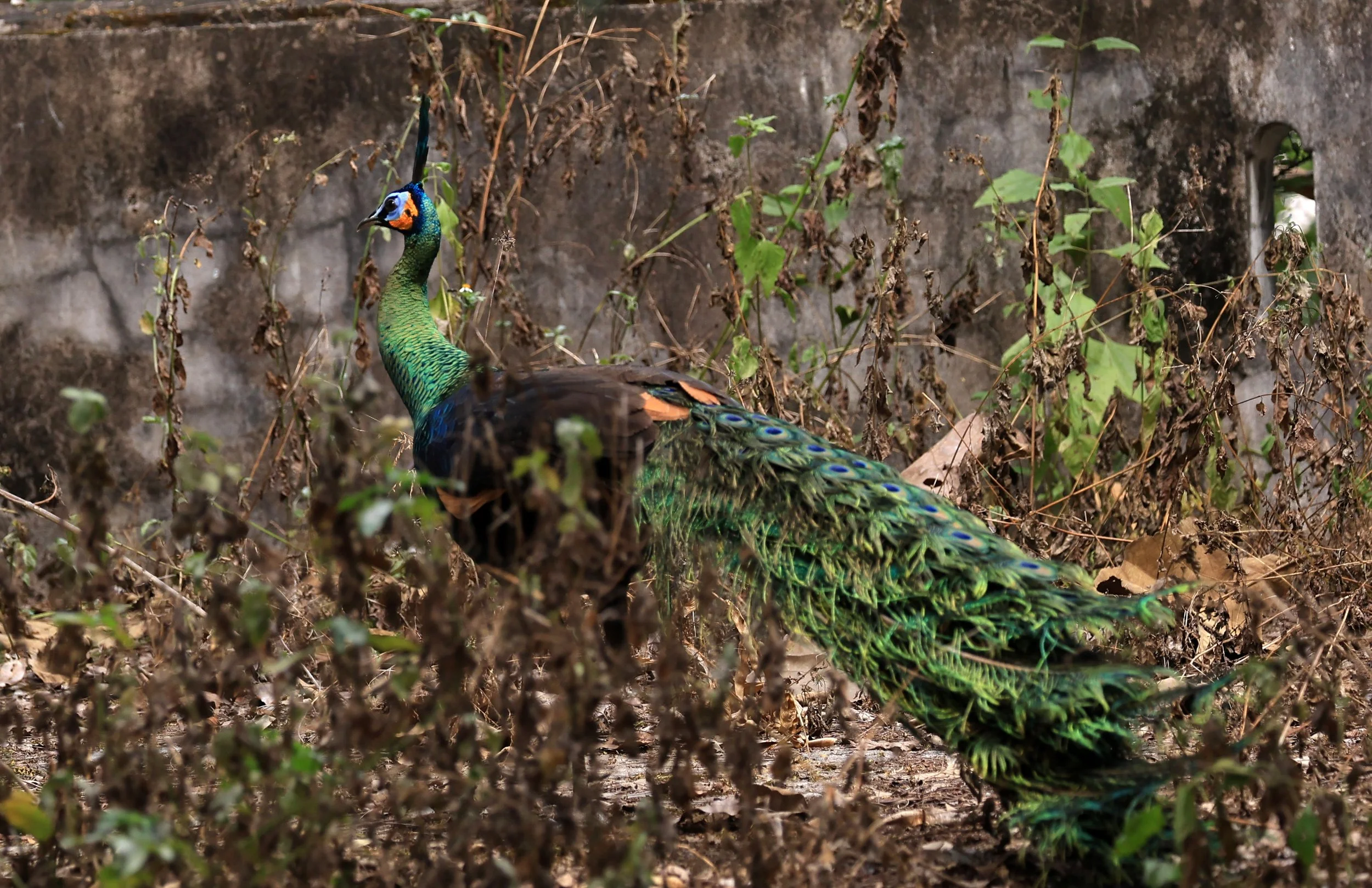 Green Peafowl (Pavo muticus) Doi Butsarakham Phayao Province (11).jpg