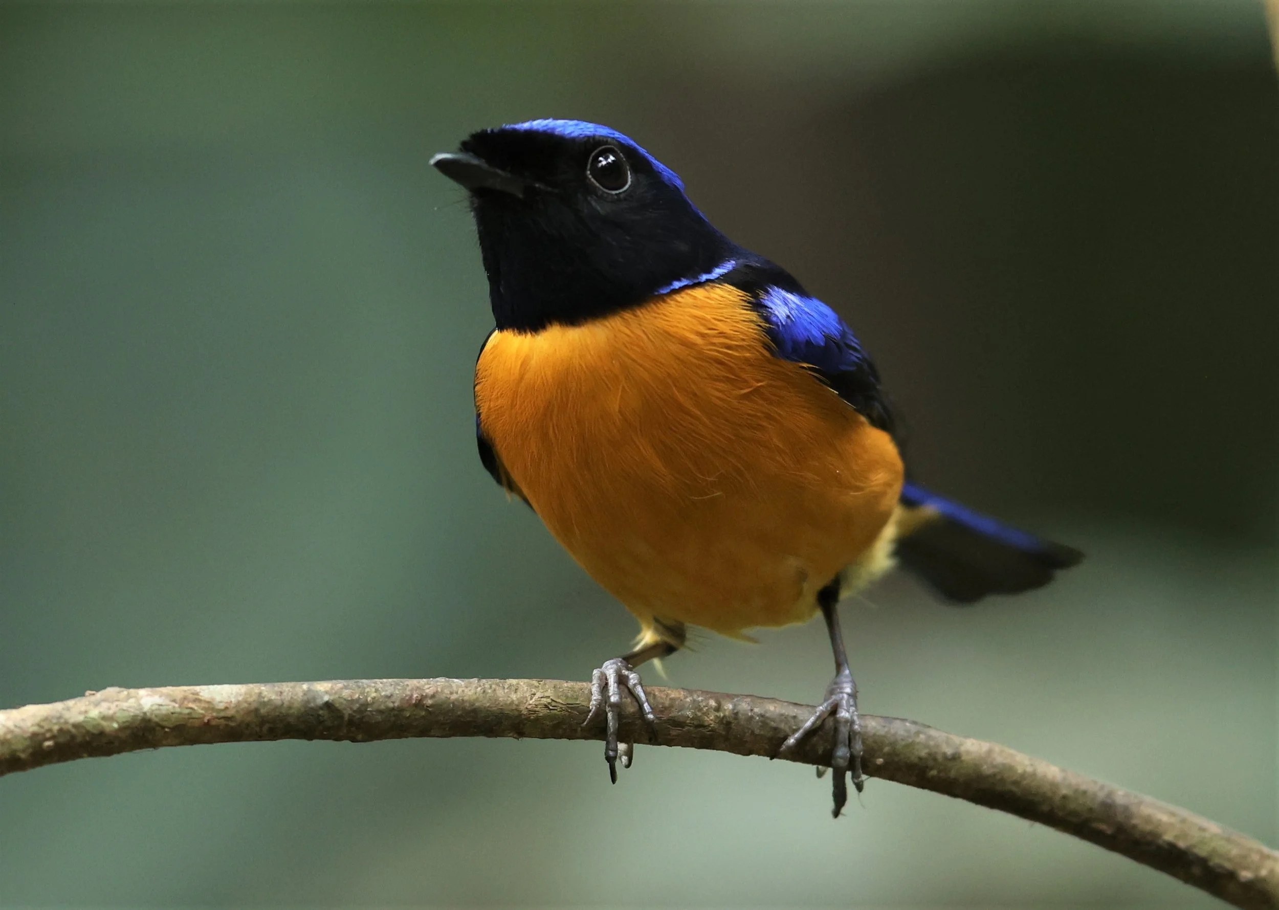 NILTAVA - RUFOUS-BELLIED NILTAVA - Niltava sundar - DOI INTHANON NP CHIANG MAI, DEC 2021 (15).JPG