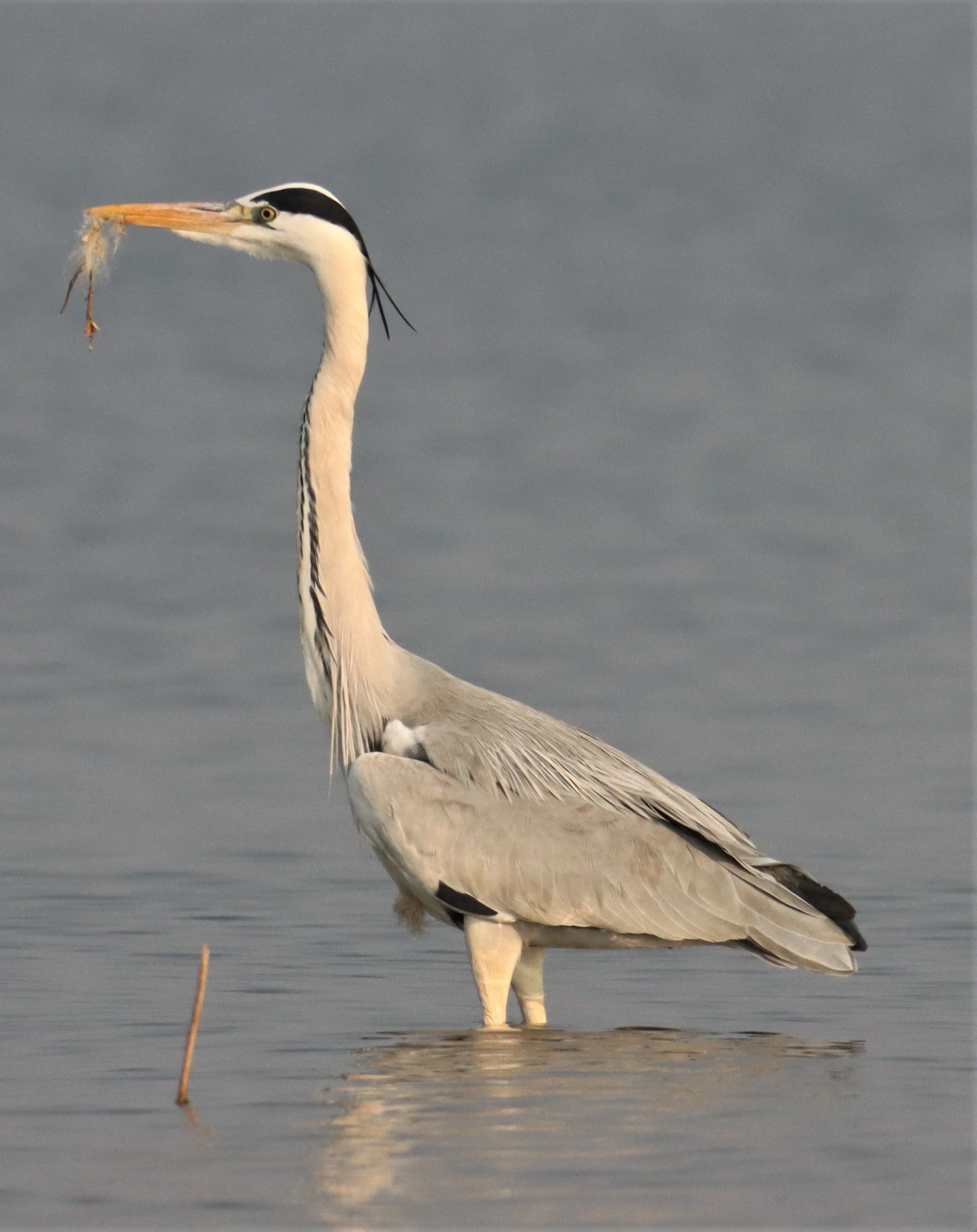 HERON - GREY HERON - Ardea cinerea - BUENG BORAPHET  (3).JPG