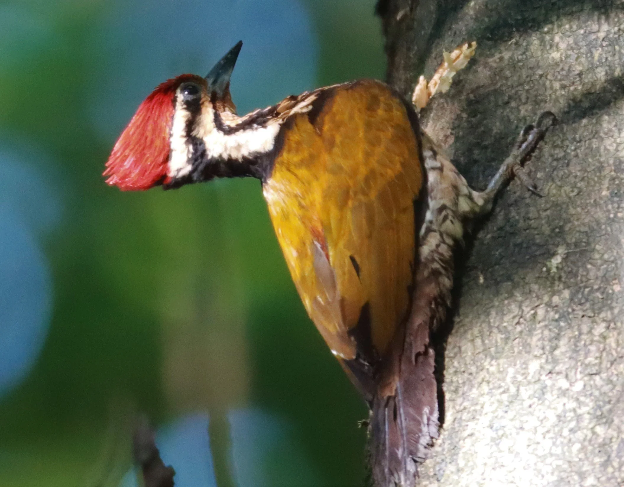 WOODPECKER - COMMON FLAMEBACK - Dinopium javenense - AO PHANG NGA NATIONAL PARK AREA (44).jpg