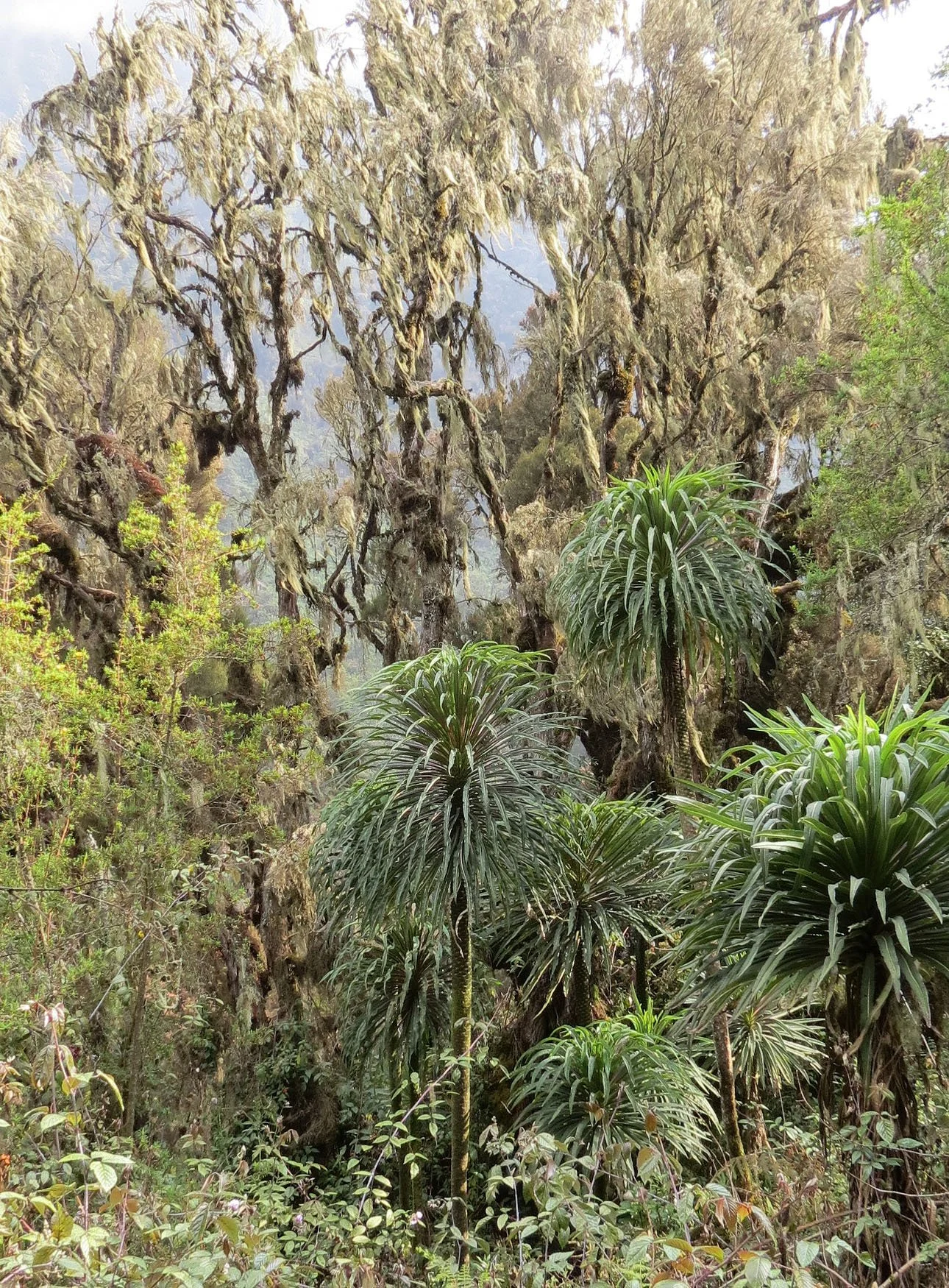 RWENZORI NATIONAL PARK UGANDA (144).JPG