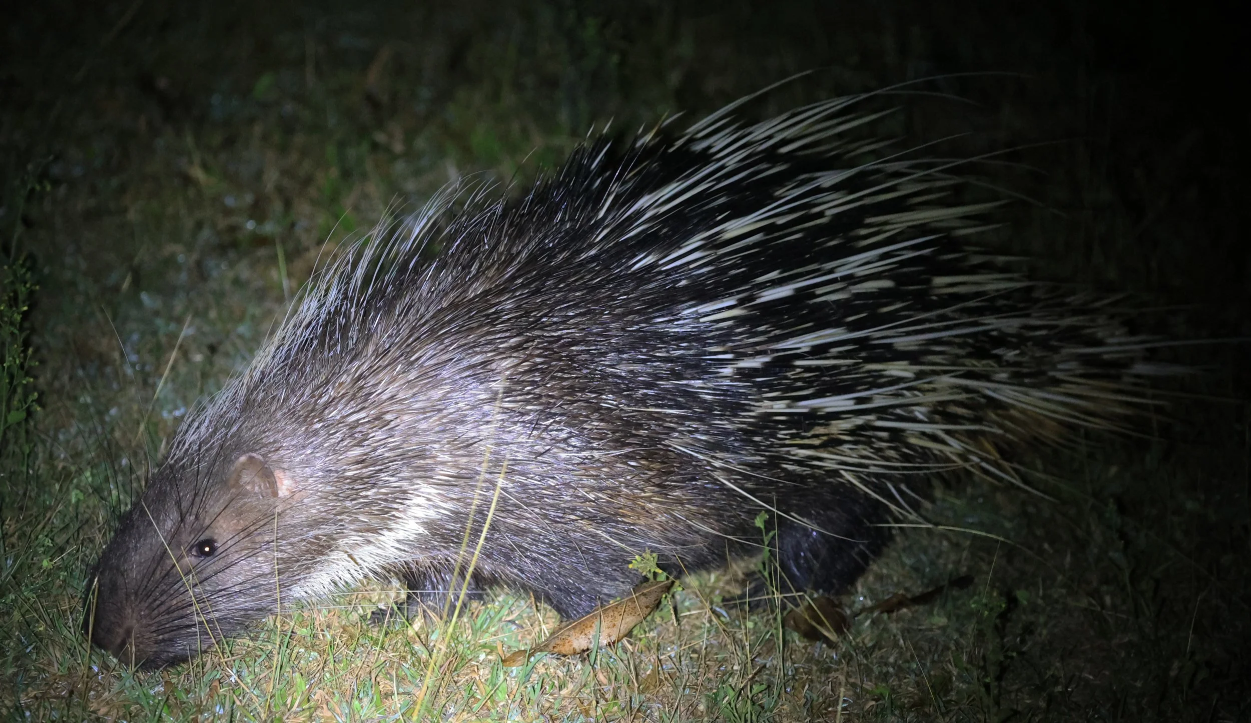 East Asian Porcupine (Hystrix brachyura) Khao Yai National Park Feb 2026 Day 2 (10).jpg