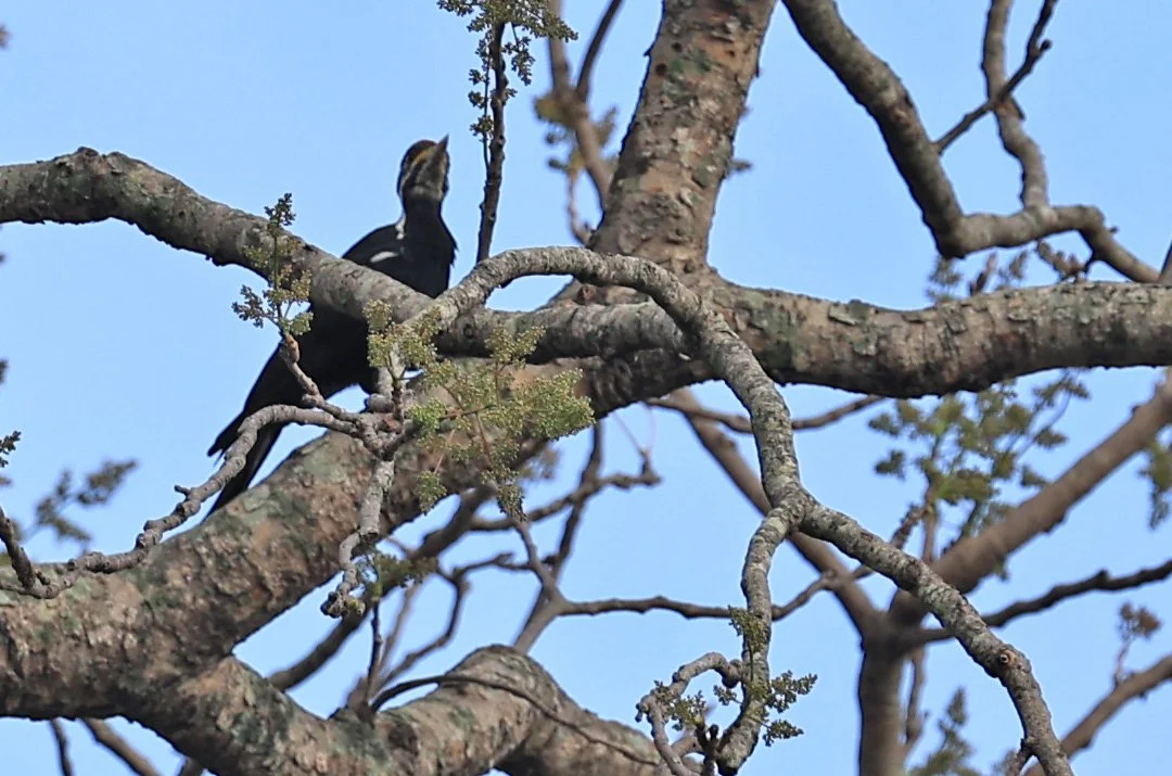 Black-bodied Woodpecker (Dryocopus schulzi) Selva Serena Natural Reserve (13).jpg