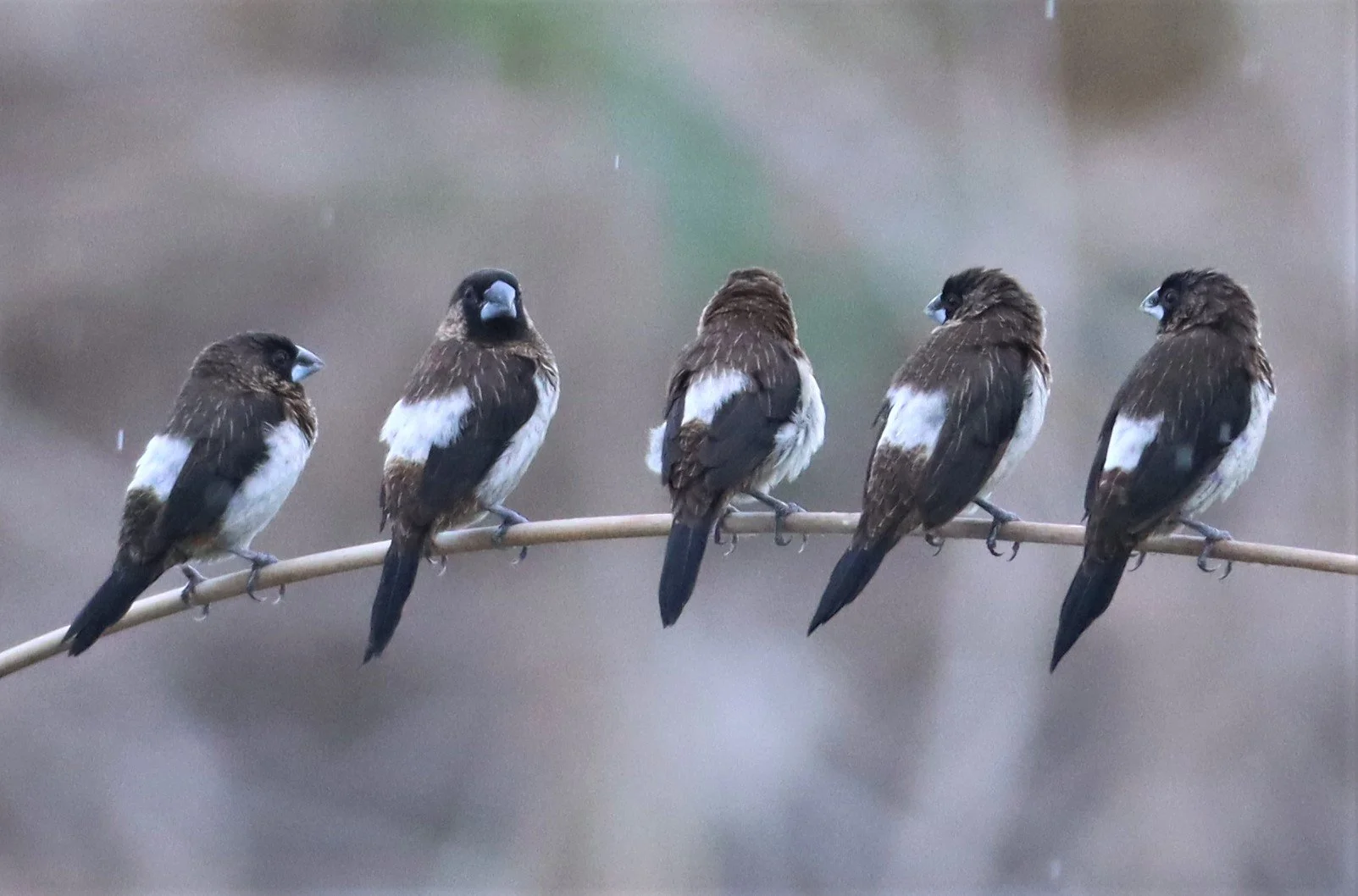 MUNIA - WHITE-RUMPED MUNIA - Lonchura striata - LAT KRABANG WETLANDS NEAR BANGKOK JUNE 2021 (17).jpg
