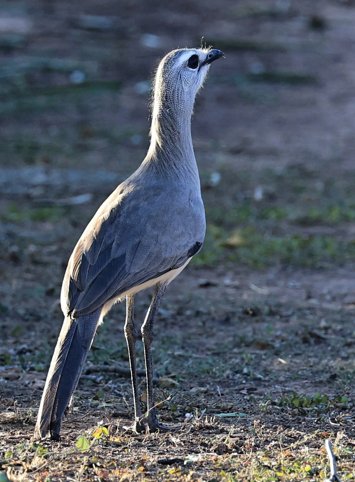 Black-legged Seriema (Chunga burmeisteri) Parque Nacional Teniente Agripino Enciso (5).jpg