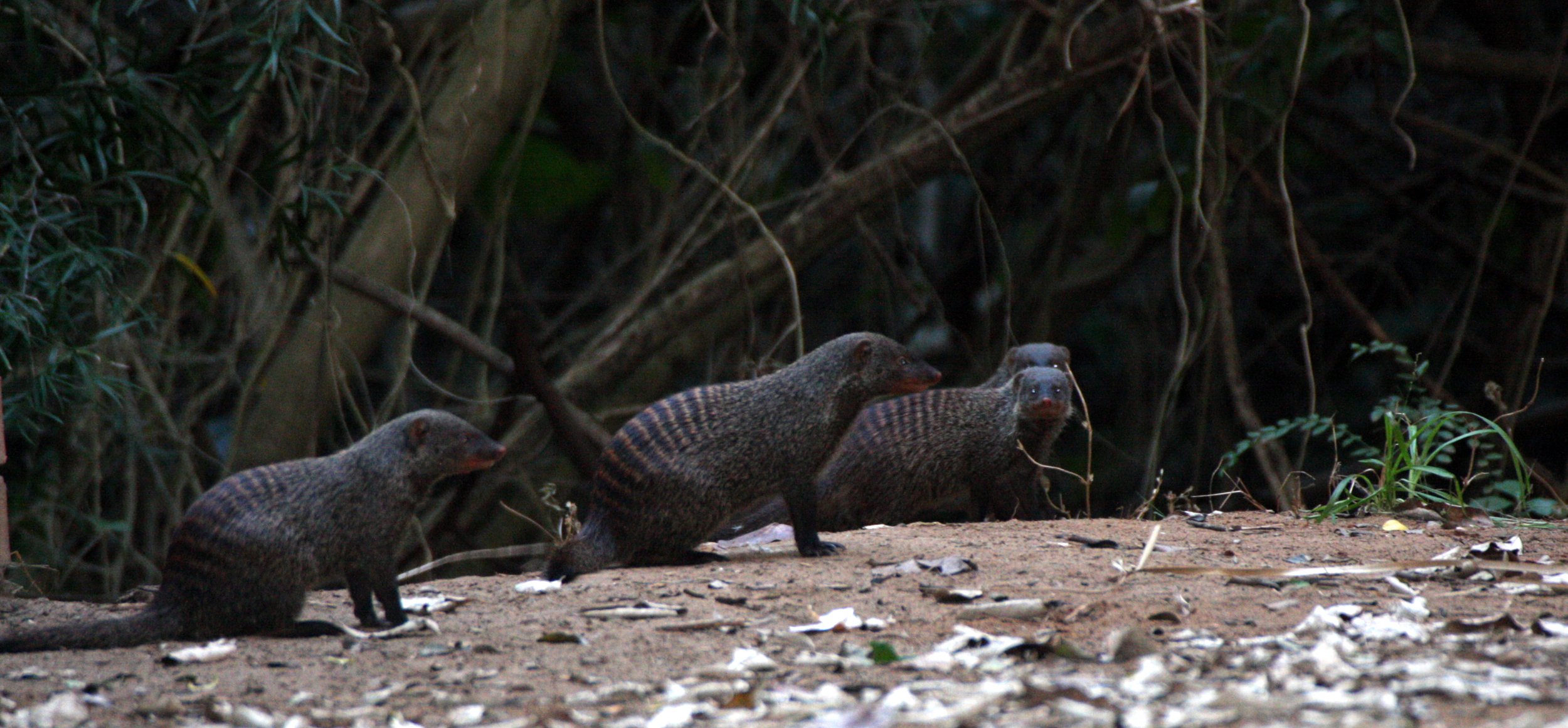 Mungos mungo talboti - TALBOT'S BANDED MONGOOSE - SAINT LUCIA WETLANDS RESERVE - SOUTH AFRICA (confirm subspecies) (11).JPG
