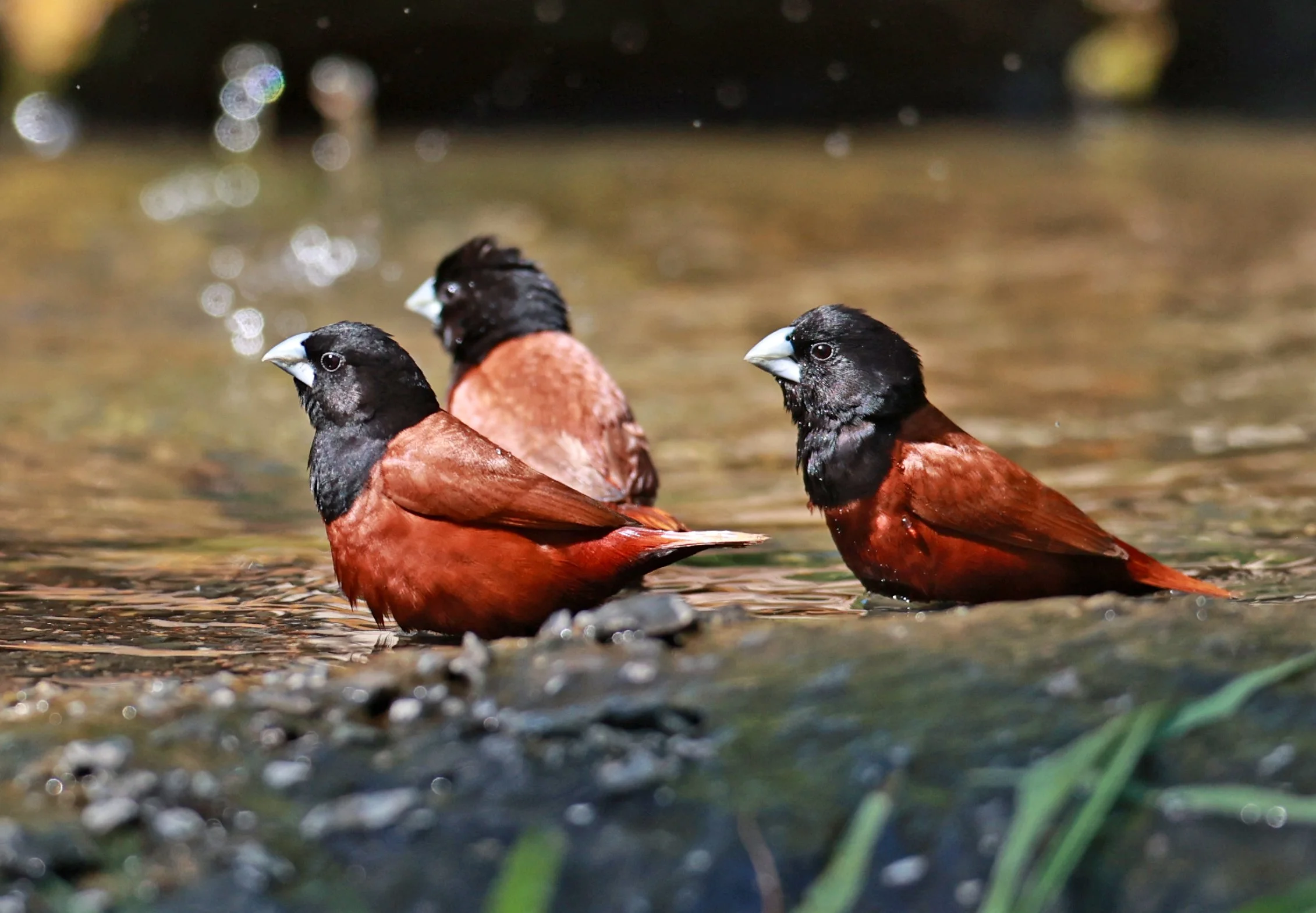 Munia - Black-headed Munia - Lonchura malacca - Bang Pu Mangrove Forest Reserve, Samut Prakan March 30, 2024 (67).jpg