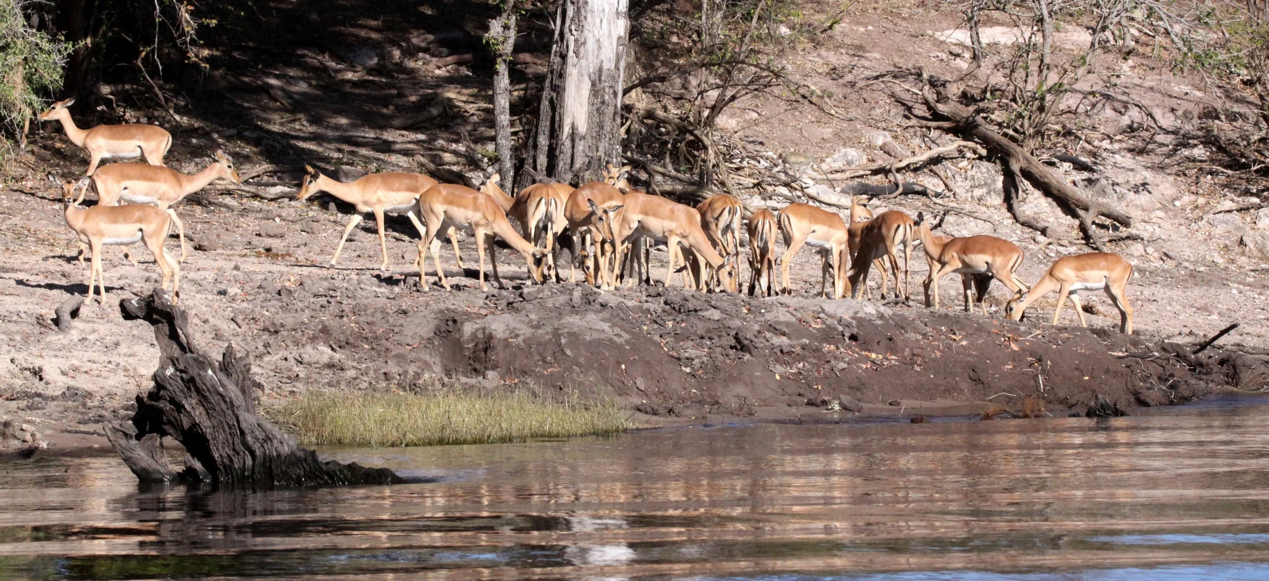 IMPALA - COMMON IMPALA - Aepyceros melampus - CHOBE NATIONAL PARK BOTSWANA (1).JPG