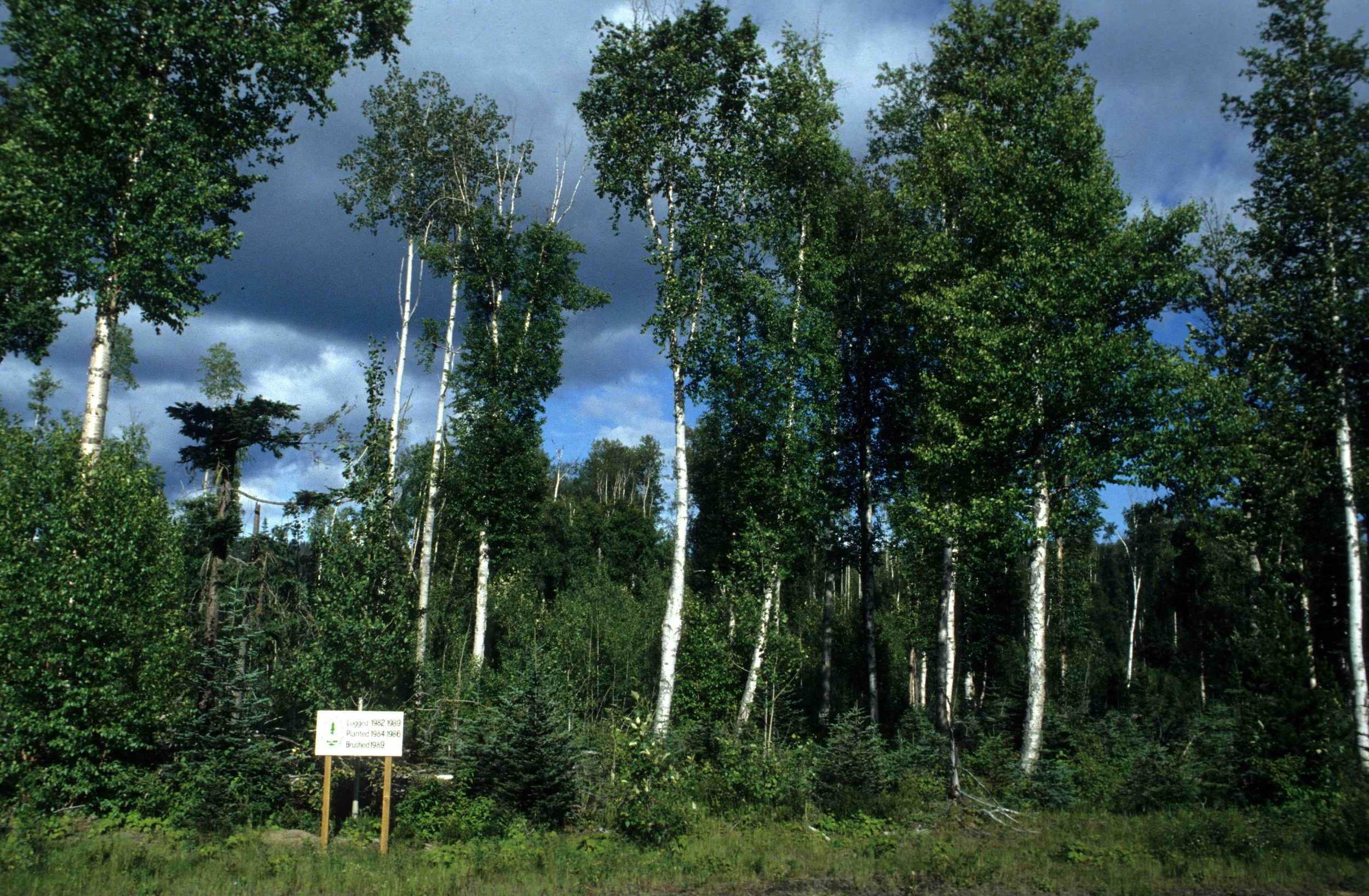 BRITISH COLUMBIA - BETULA FOREST.jpg