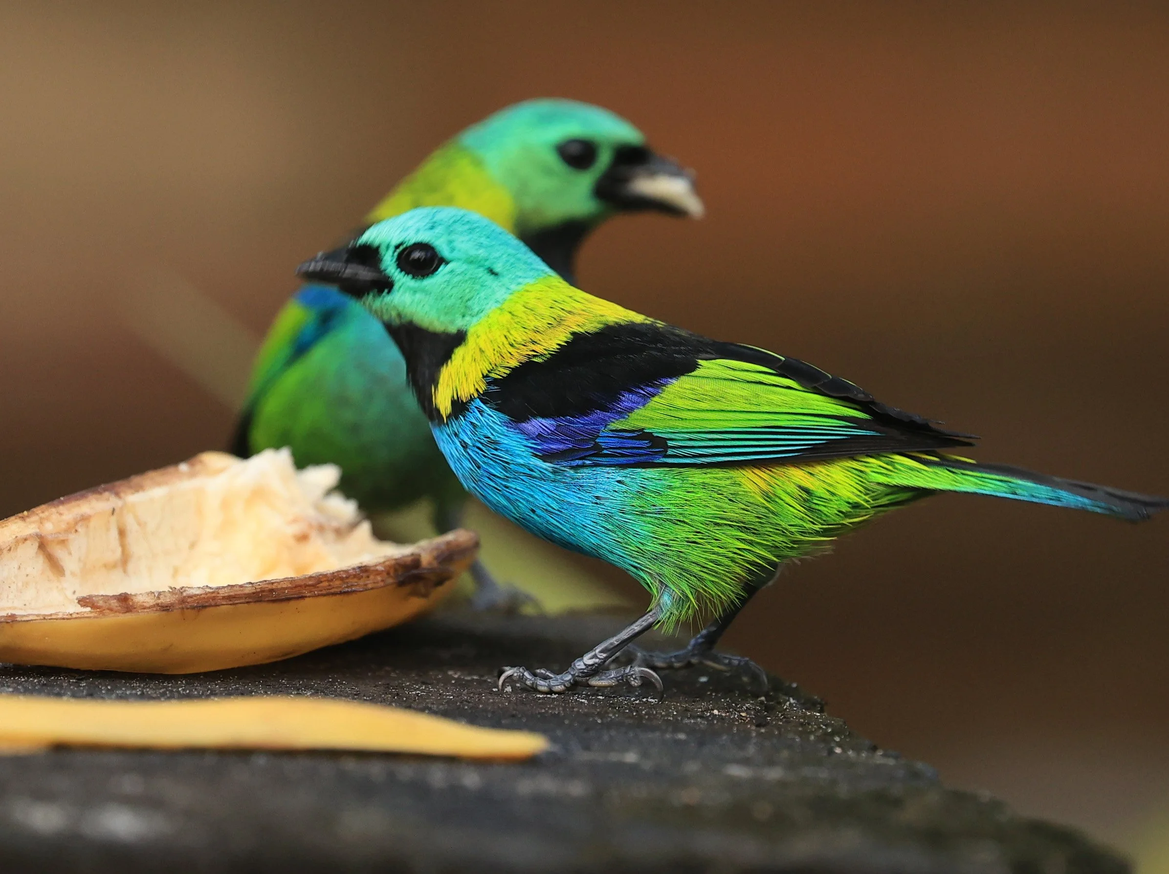 Green-headed Tanager (Tangara seledon)  Superagui National Park, Brazil (253).jpg