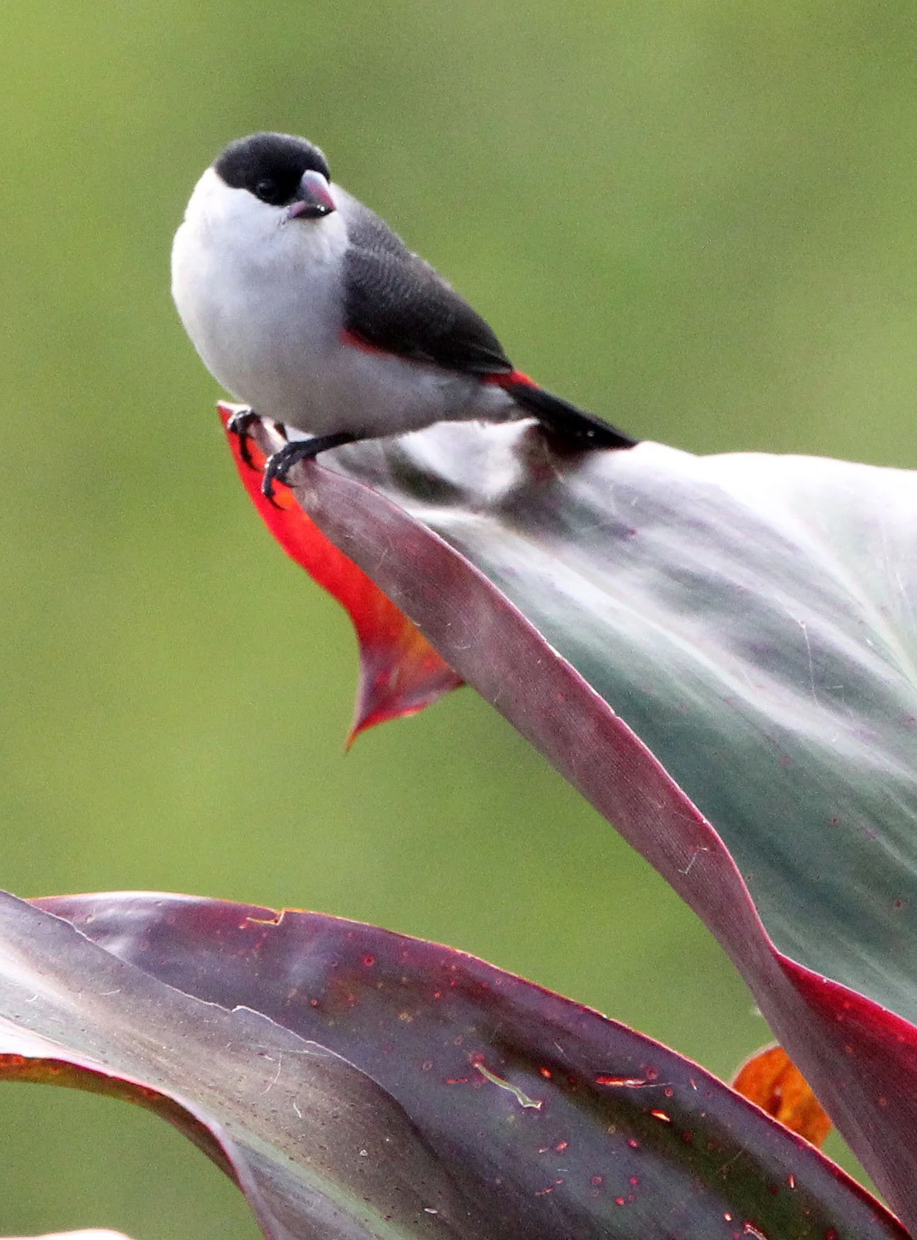 Black-crowned Waxbill (Estrilda nonnula) Ruhengeri Rwanda 2012 (3).JPG