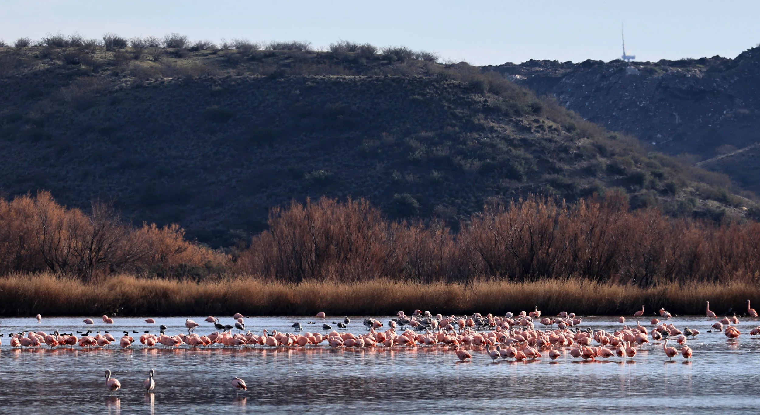 Chilean Flamingo (Phoenicopterus chilensis) Lagunas del Ornitólogo, Trelew Argentina (56).jpg