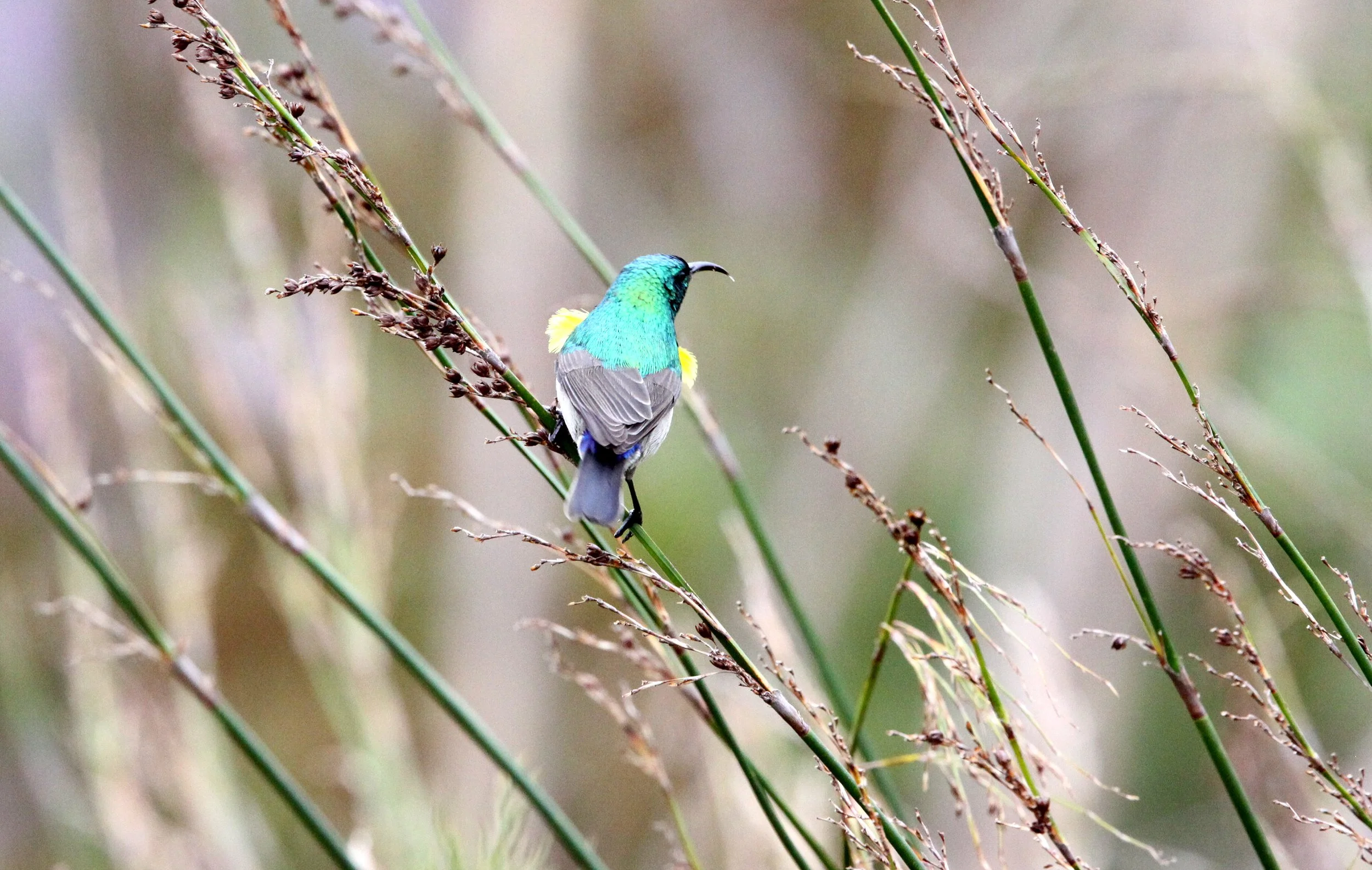 BIRD - SUNBIRD - SOUTHERN LESSER DOUBLE-COLLARED SUNBIRD - IN BREEDING PLUMAGE - CAPE TOWN ARBORETUM SOUTH AFRICA.JPG