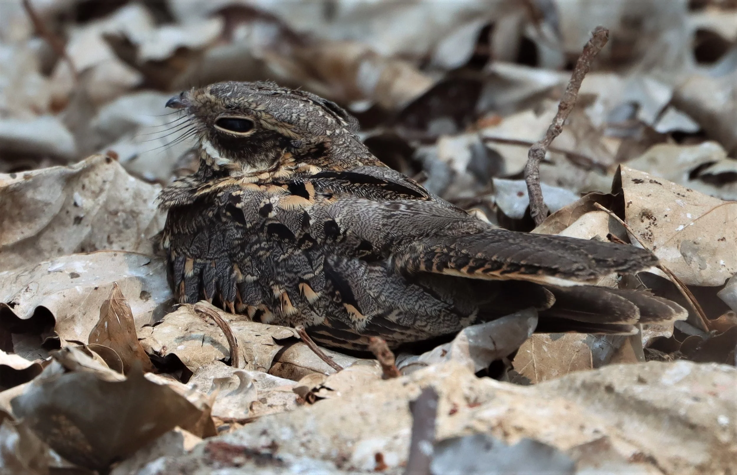 NIGHTJAR - INDIAN NIGHTJAR - Caprimulgus asiaticus - BANG KHAEM WETLANDS NAKHON PATHOM MAR 13 (20).jpg