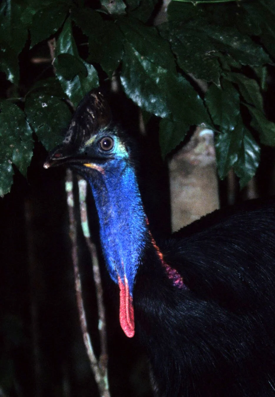 BIRD - SOUTHERN CASSOWARY - DAINTREE RAINFOREST F1.jpg