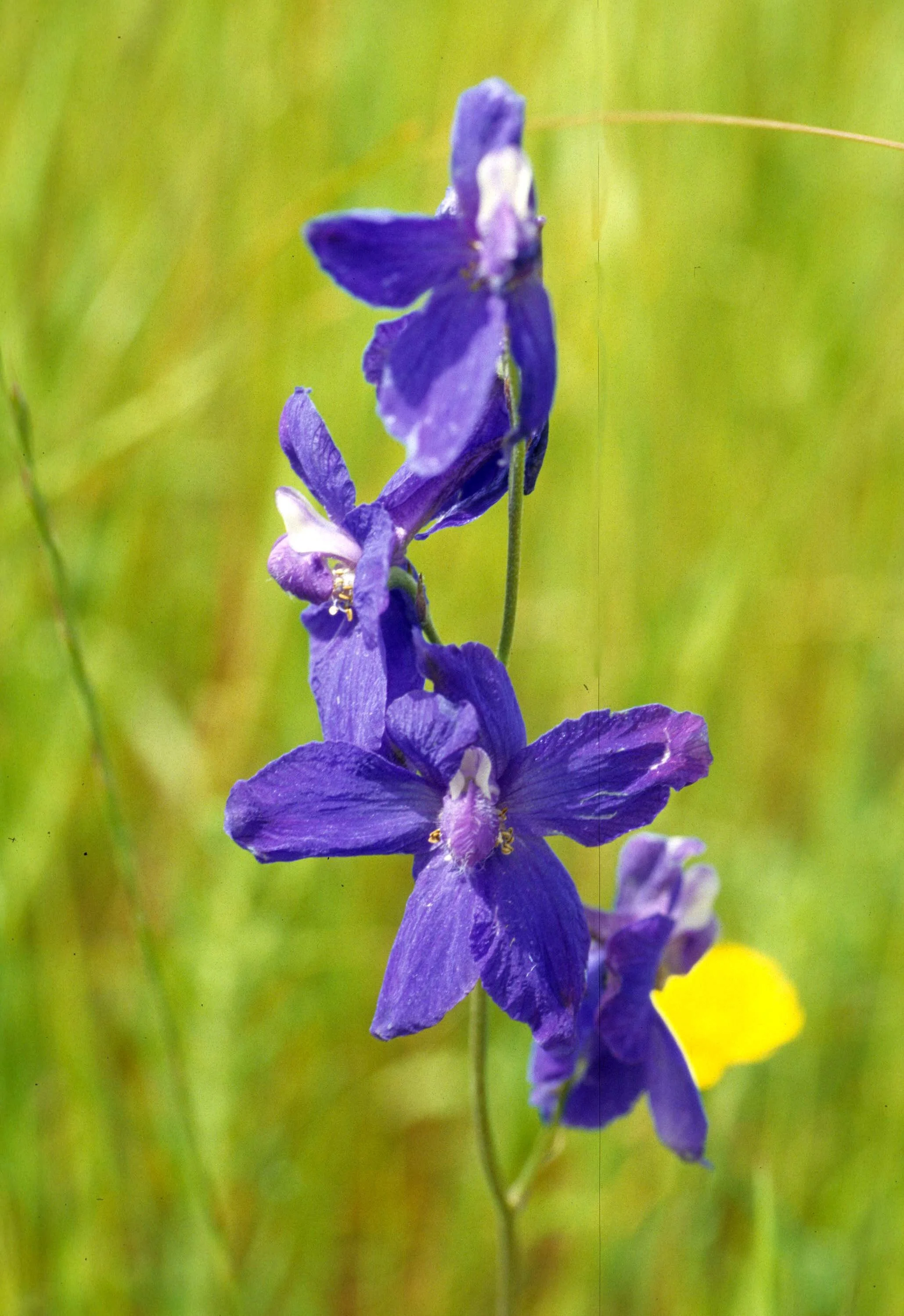 MONTANA - GLACIER - PLANT SPECIES B.jpg