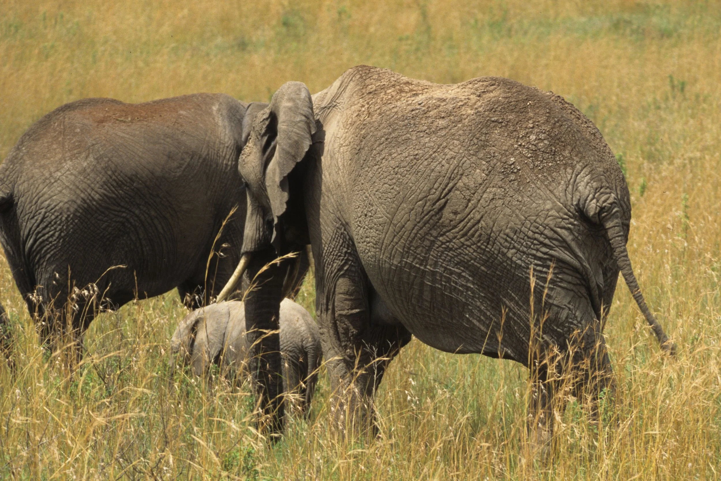 ELEPHANT - SERENGETI 25.jpg