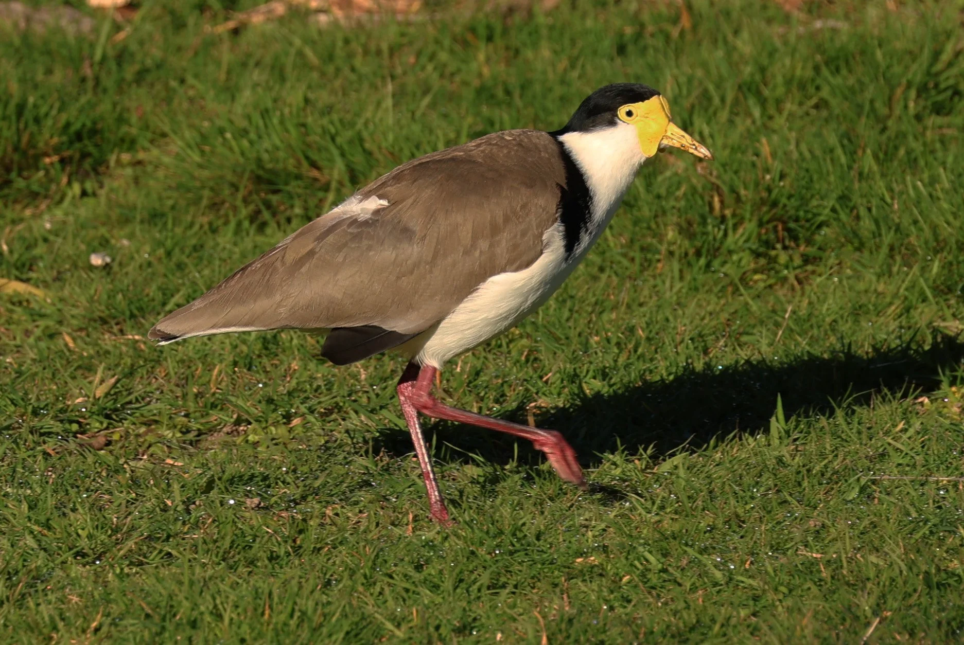 Masked Lapwing (Vanellus miles) Bruny Island - Tasmania (1).jpg