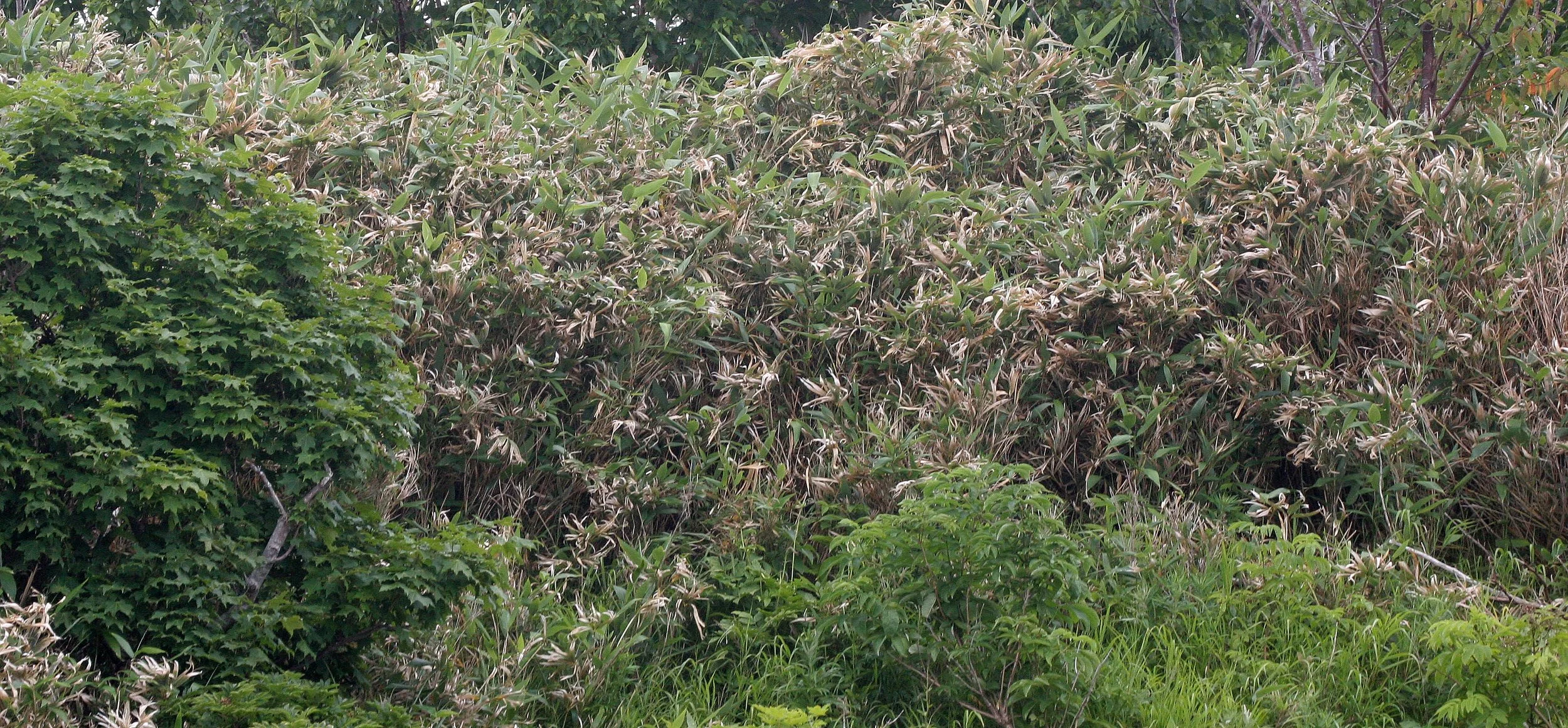 KURIL ISLANDS - FLORA  (35).jpg