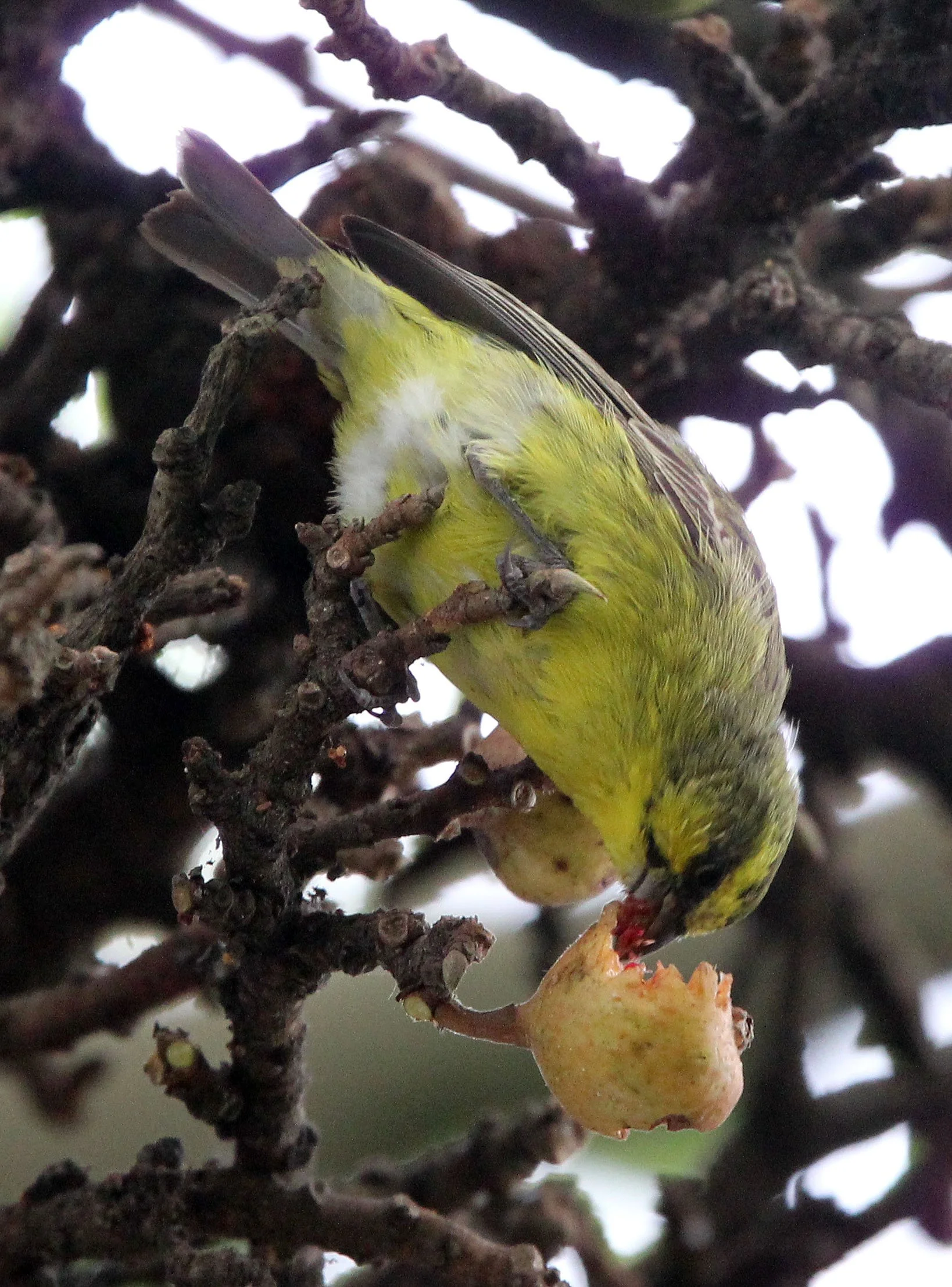 Yellow-crowned Canary (Serinus flavivertex) Ruhengeri, Rwanda (5).JPG