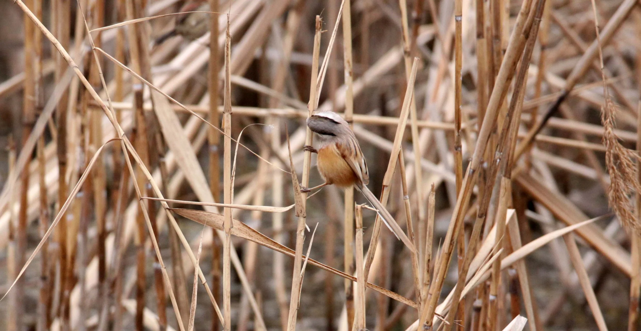 BIRD - PARROTBILL - REED PARROTBILL - YANCHENG CHINA (2).JPG