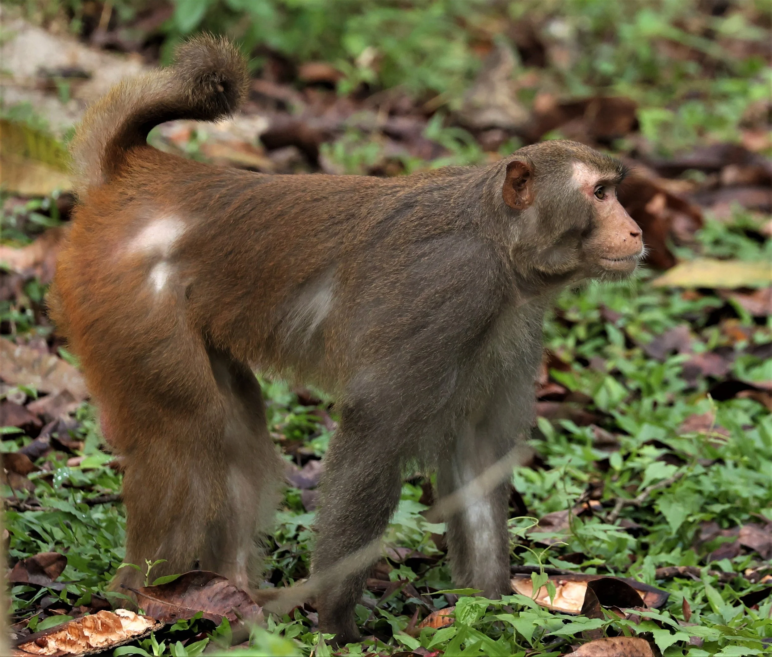 Macaca mulatta Rhesus Macaques — Coke Smith Wildlife