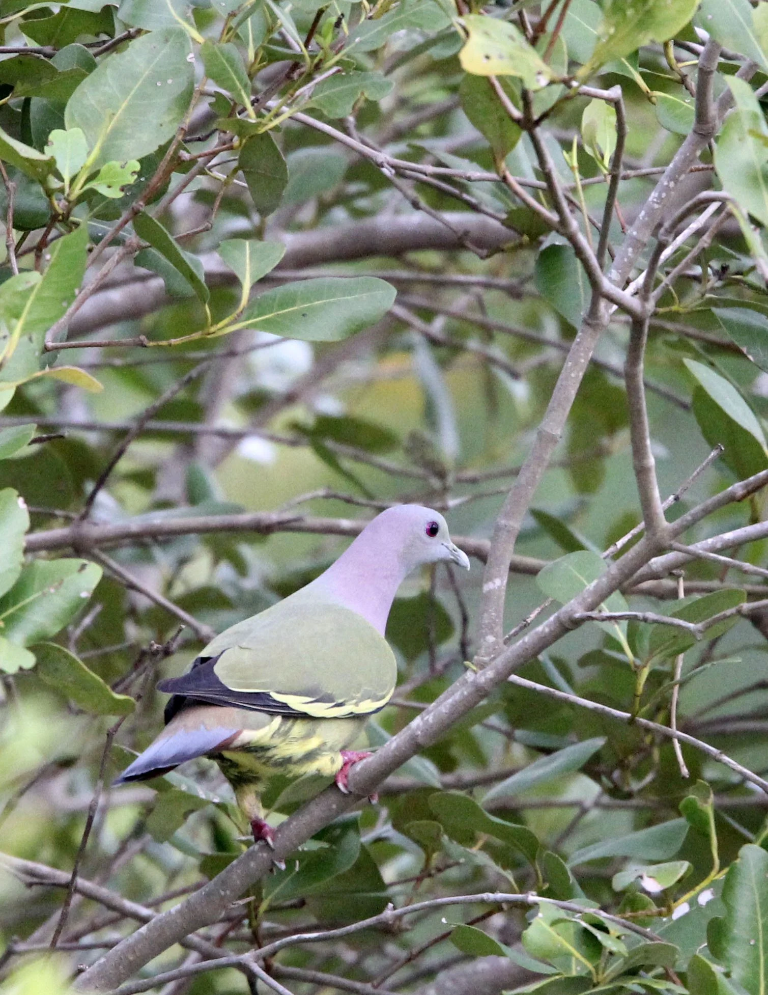 Pink-necked green pigeon (Treron vernans) Tangkoko NP Sulawesi Indonesia (2).JPG
