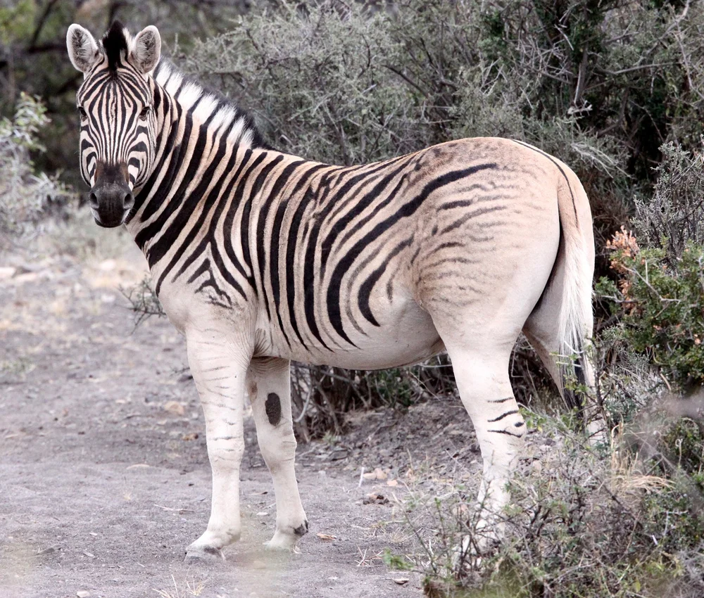 Quagga