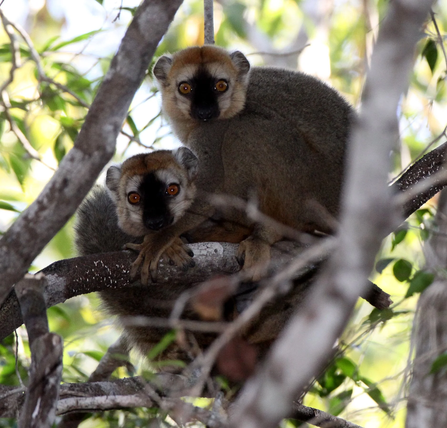 LEMURIDAE - Eulemur rufus -  RUFOUS BROWN LEMUR - KIRINDY NATIONAL PARK MADAGASCAR (33).JPG