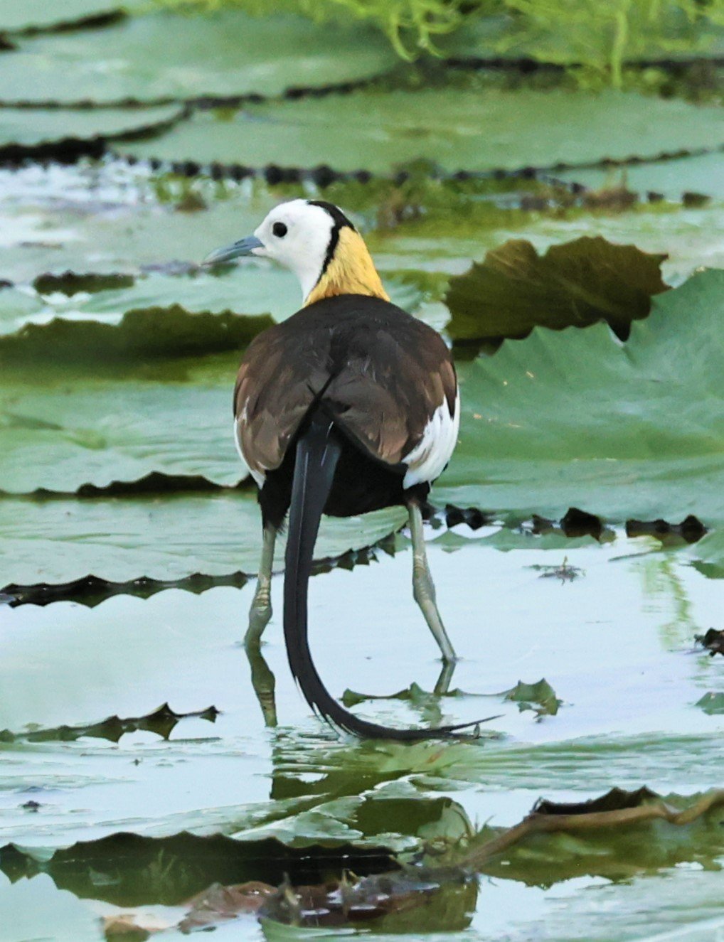 JACANA - PHEASANT-TAILED JACANA - Hydrophasianus chirurgus - BANG KHAEM WETLANDS NAKHON PAHTOM JUNE 3 2022 (5).jpg