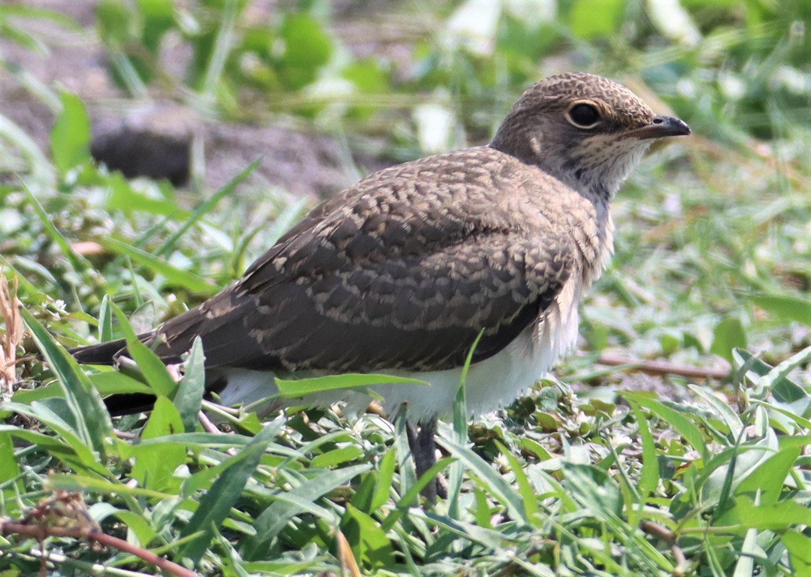 PRATINCOLE - ORIENTAL PRATINCOLE - Glaveola maldivarum - BANG KHAEM WETLANDS NAKHON PATHOM (7).jpg