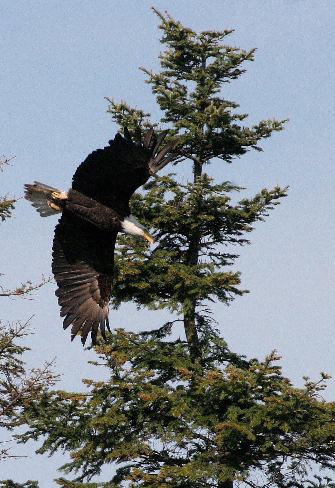 BIRD - EAGLE - BALD EAGLE - LAKE FARM BLUFFS (39).JPG