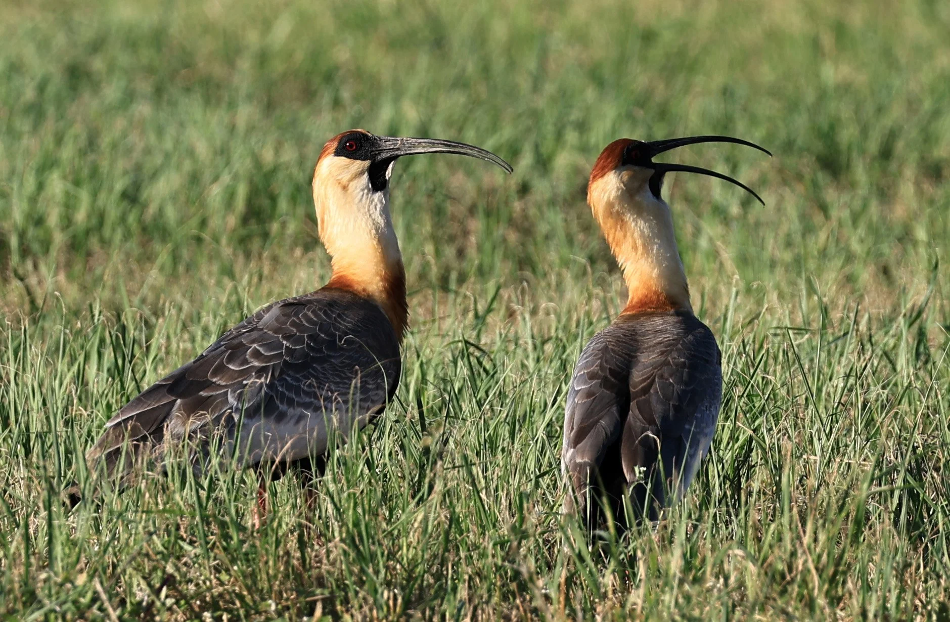 Buff-necked Ibis (Theristicus caudatus) Estancia Campo'i Paraguay (50).jpg