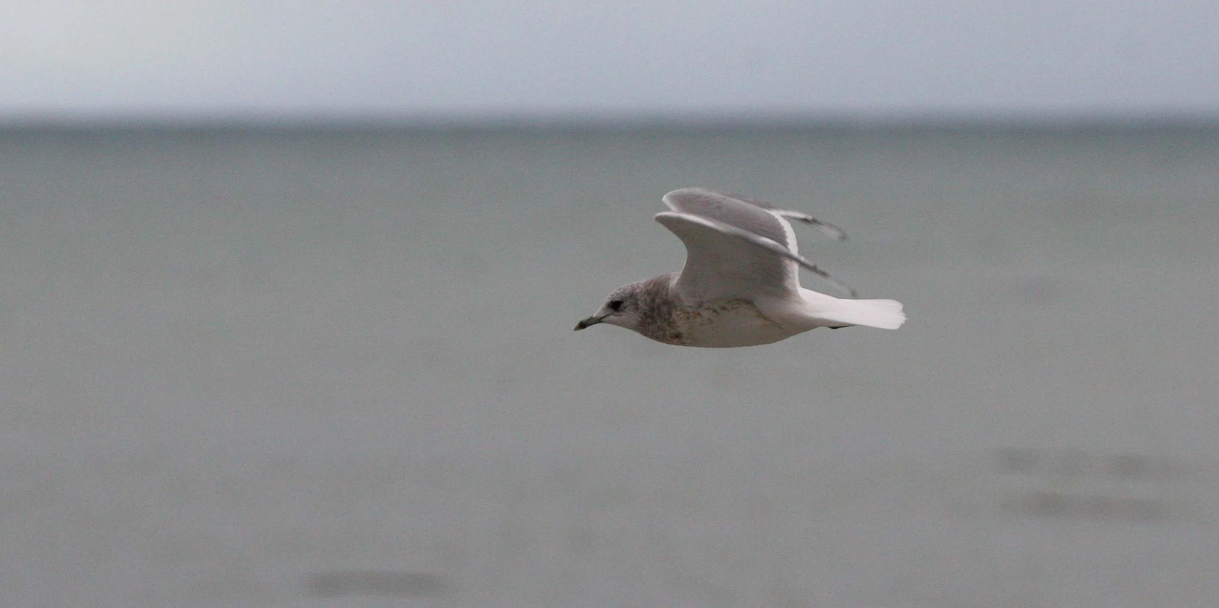 BIRD - GULL - RING-BILLED - LAKE FARM BEACH D.jpg