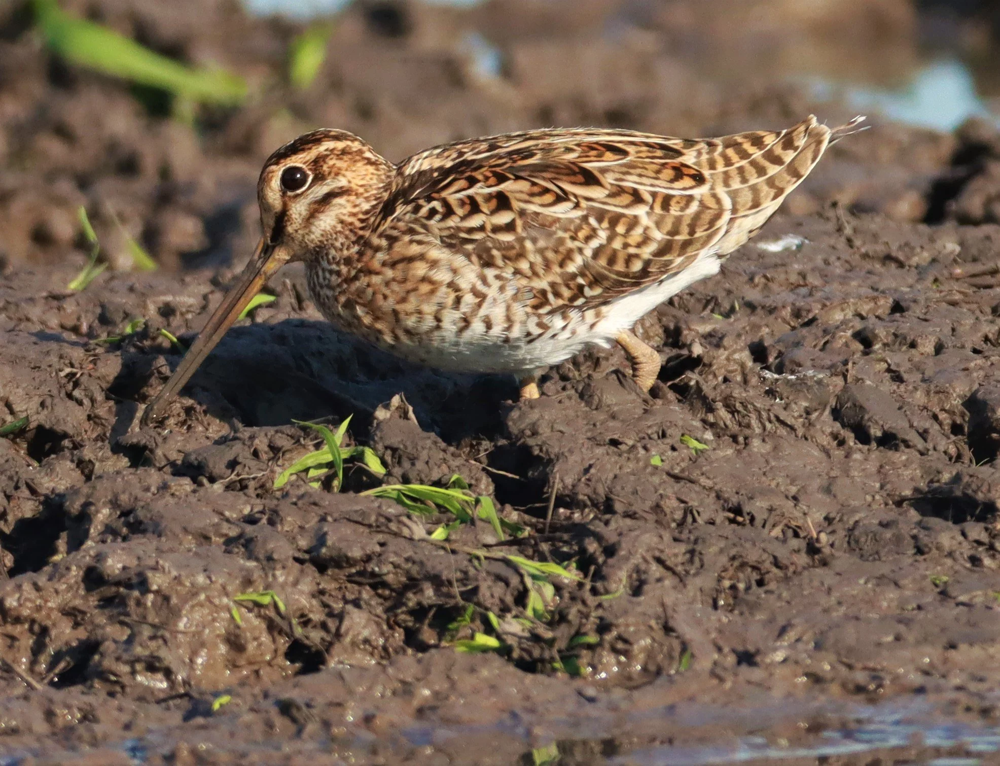 SNIPE - PINTAIL SNIPE - Gallinago stenura - PATHUM THANI RICE RESEARCH CENTER AUGUST 24 2021 (194).jpg