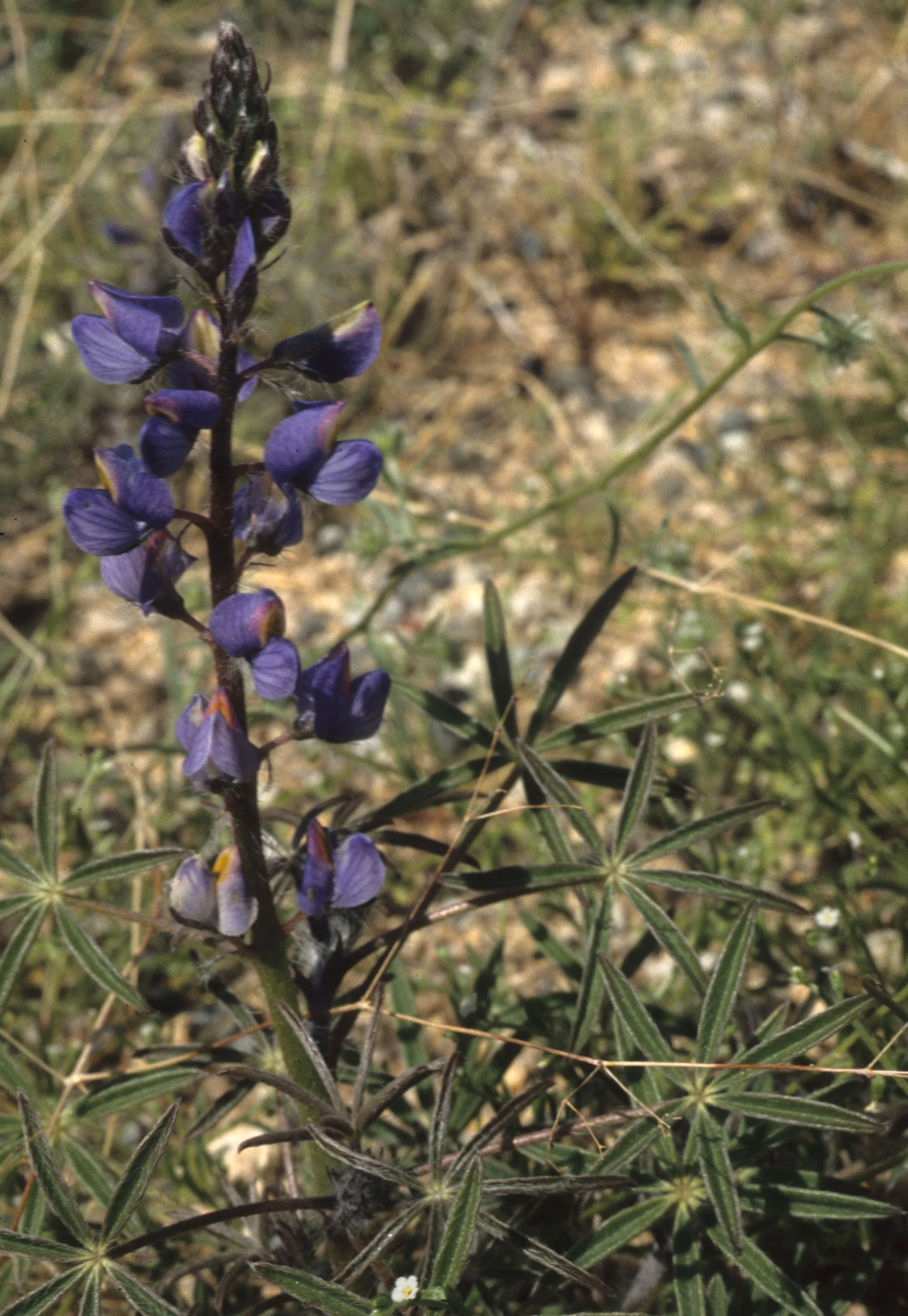 ANZA BORREGO - LUPINUS SPECIES A.jpg