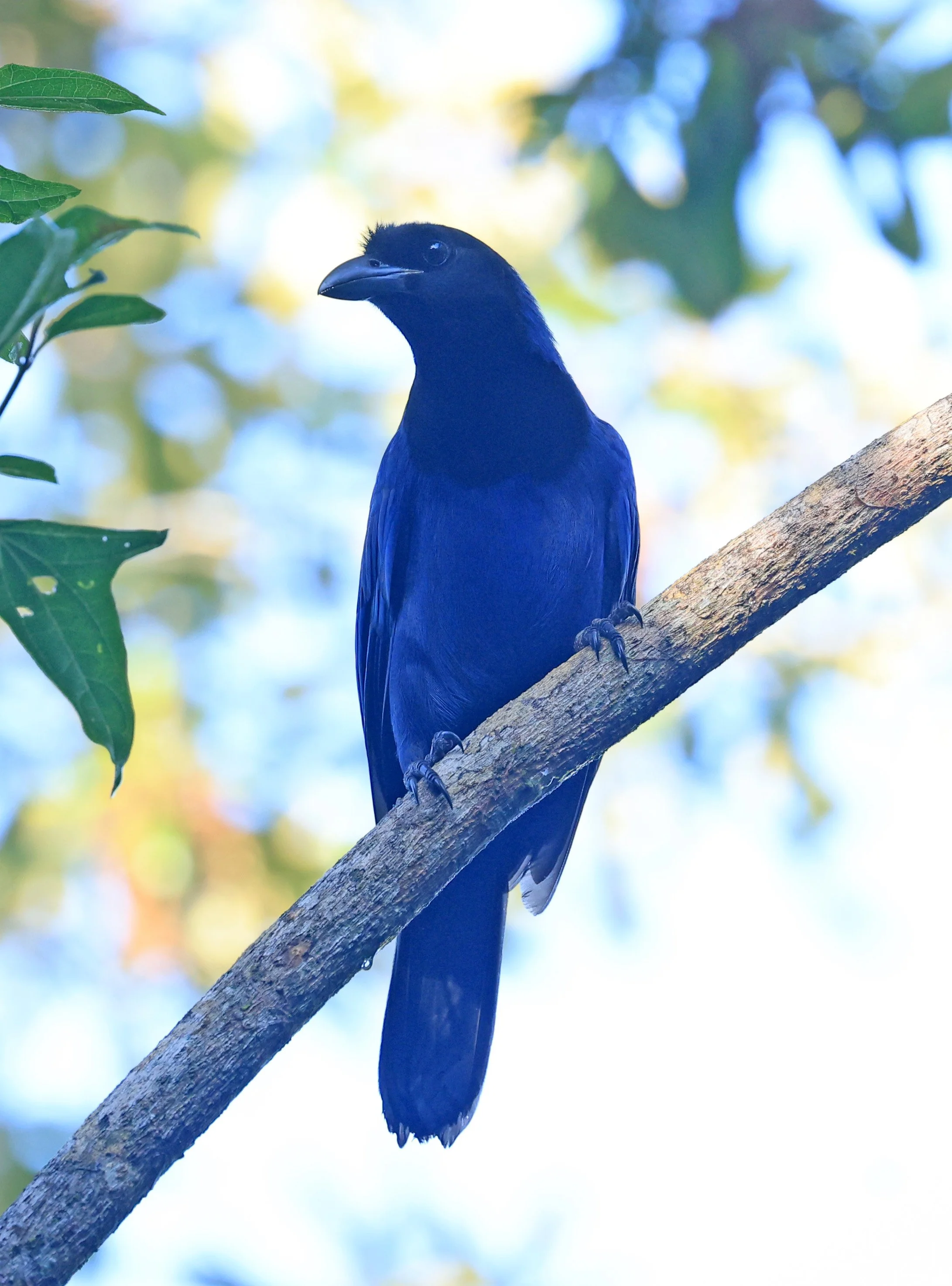 Azure Jay (Cyanocorax caeruleus) Superagui National Park, Brazil (35).jpg